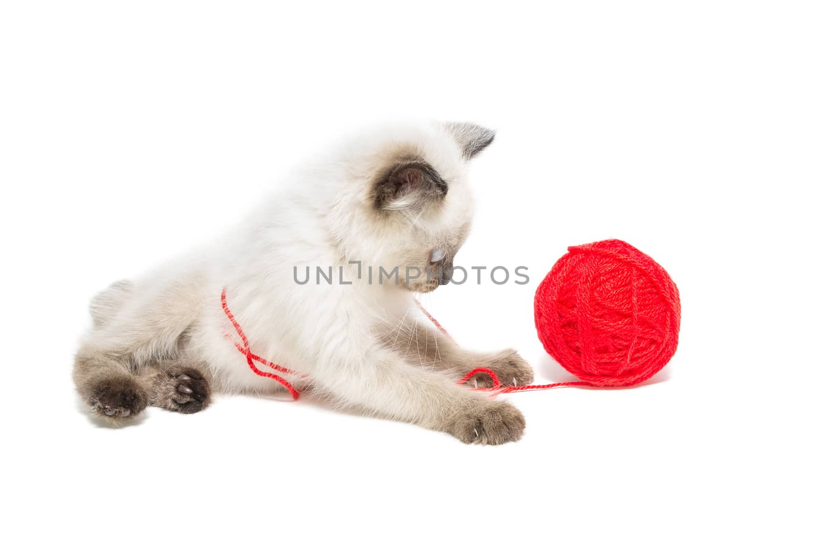 Kitten on white background, kitten playing with ball, summer, Siamese cat