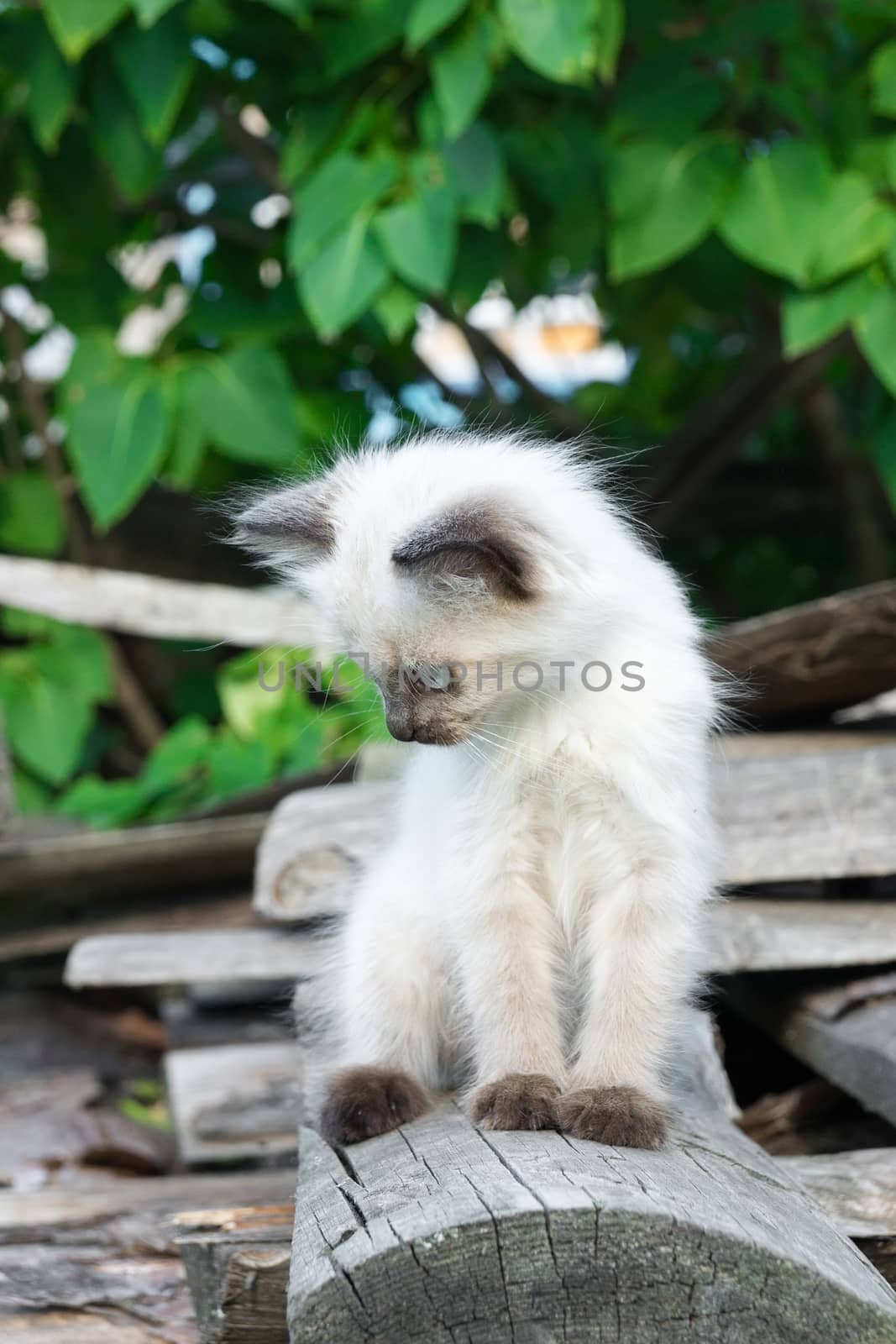 A kitten lies on a blackboard, Russia, a village, 2017