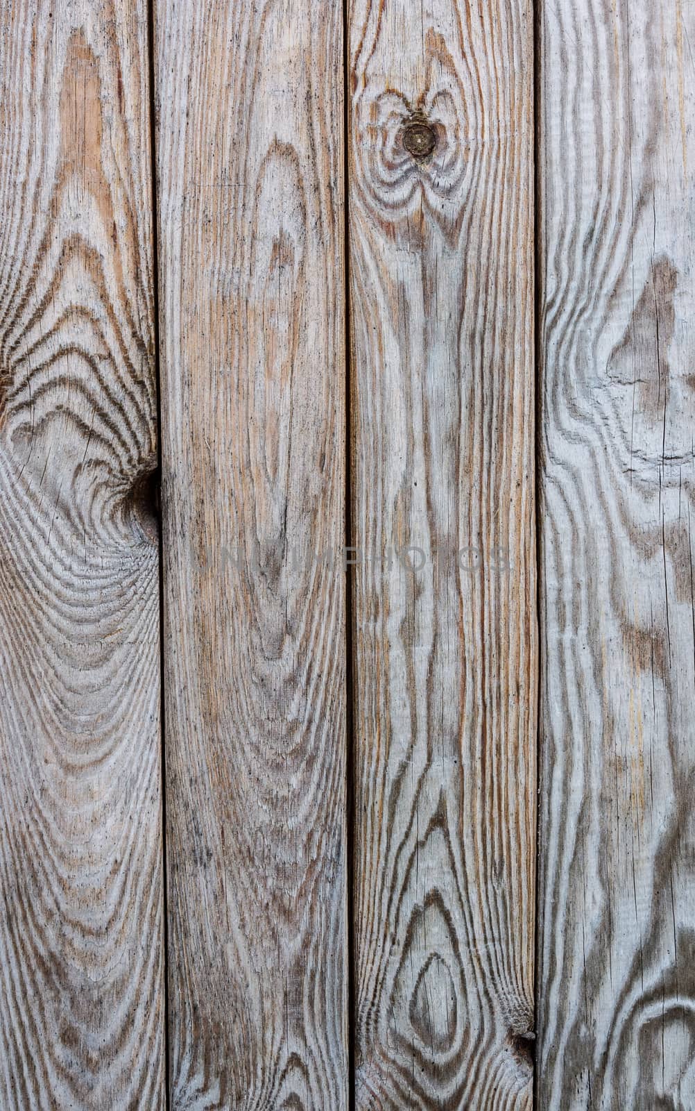 The photo shows the texture of the tree, the background