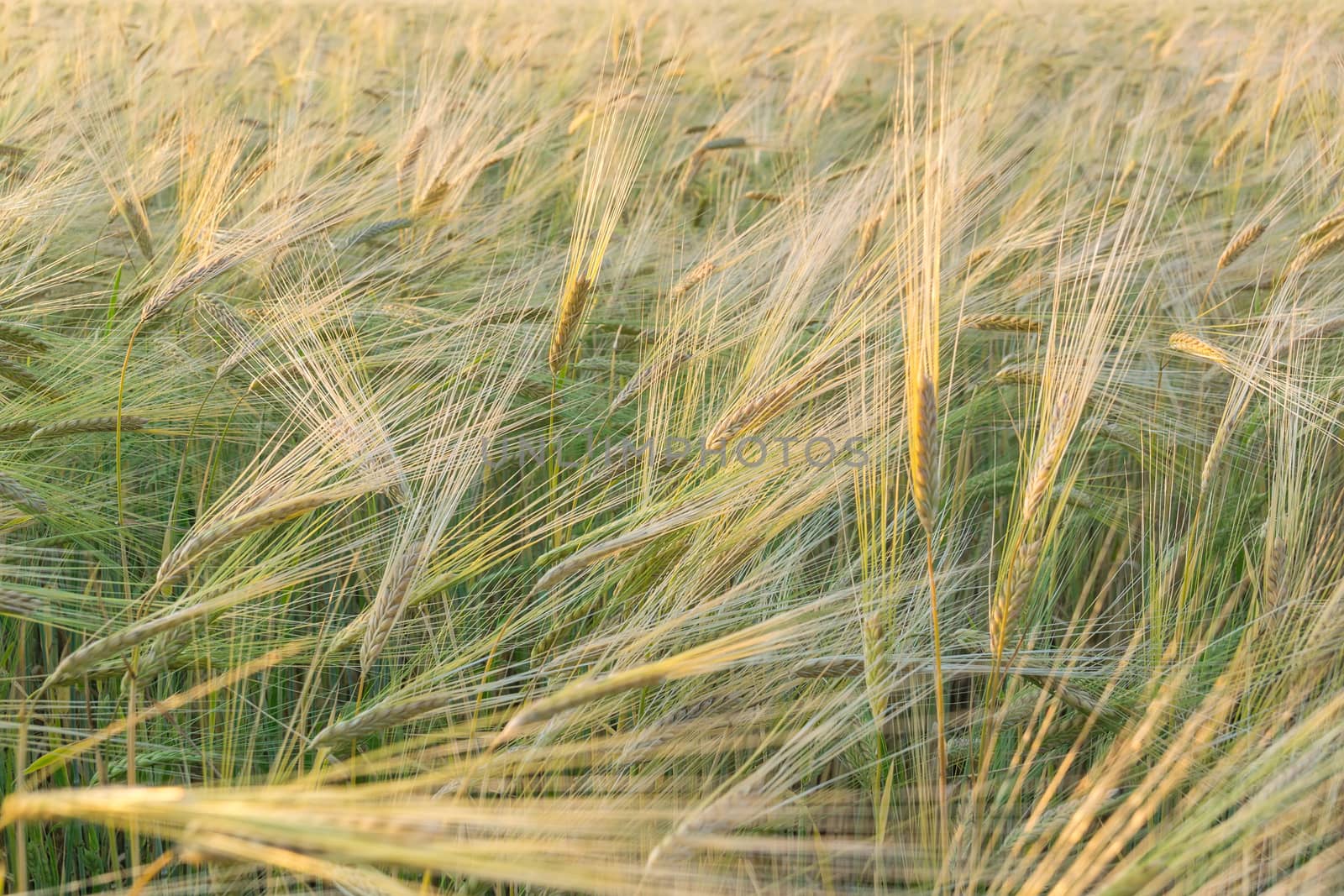 field of green wheat by AlexBush