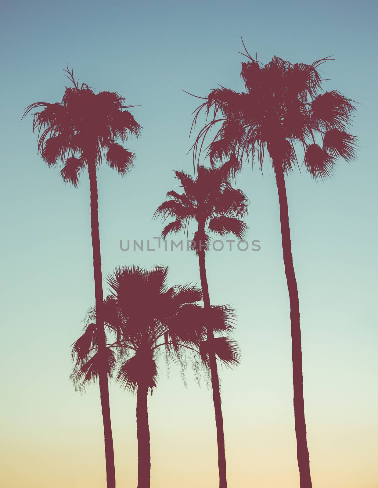 Retro Style Image Of Palm Trees At Sunset
