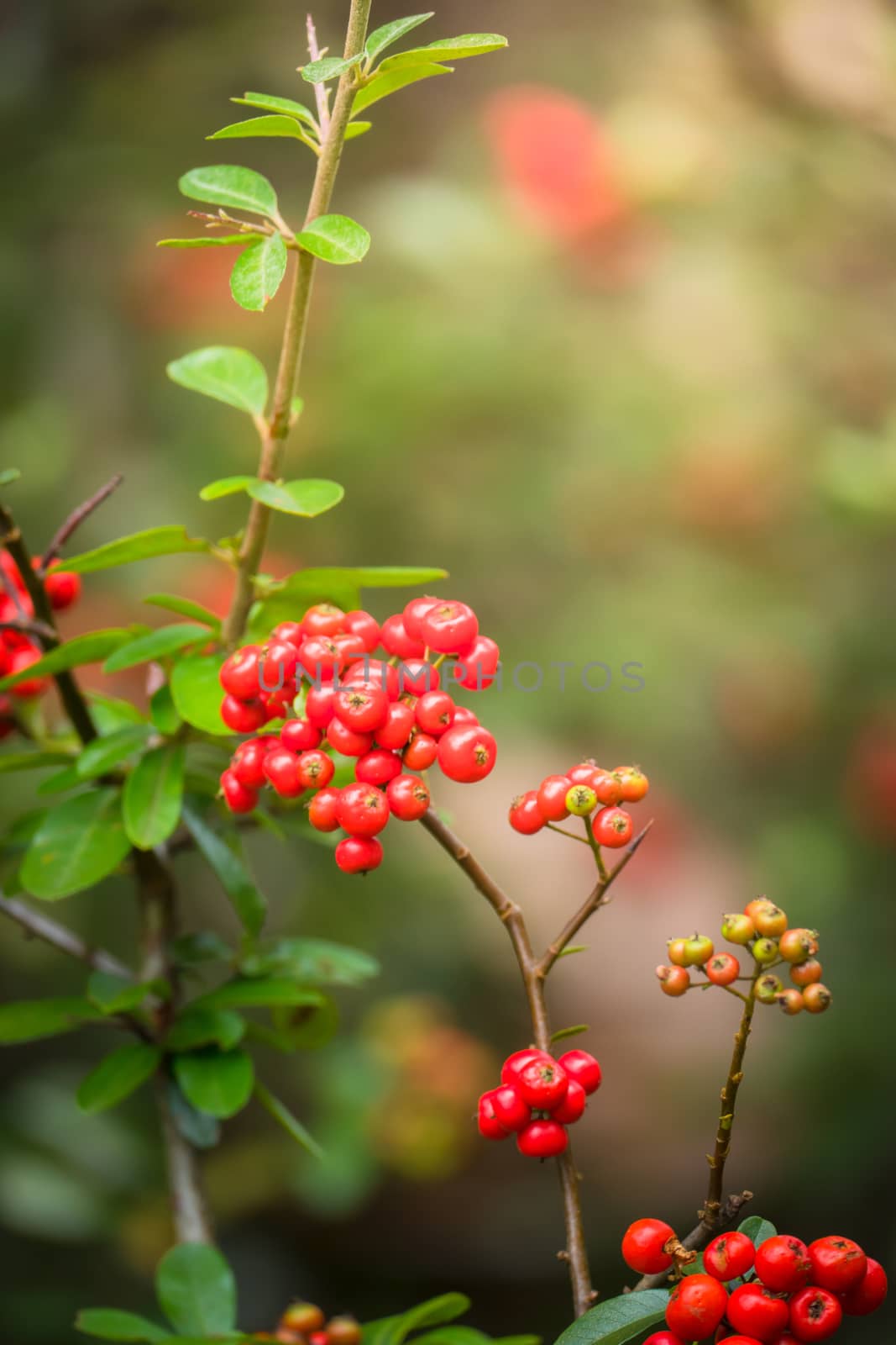 The background image of the colorful flowers by teerawit