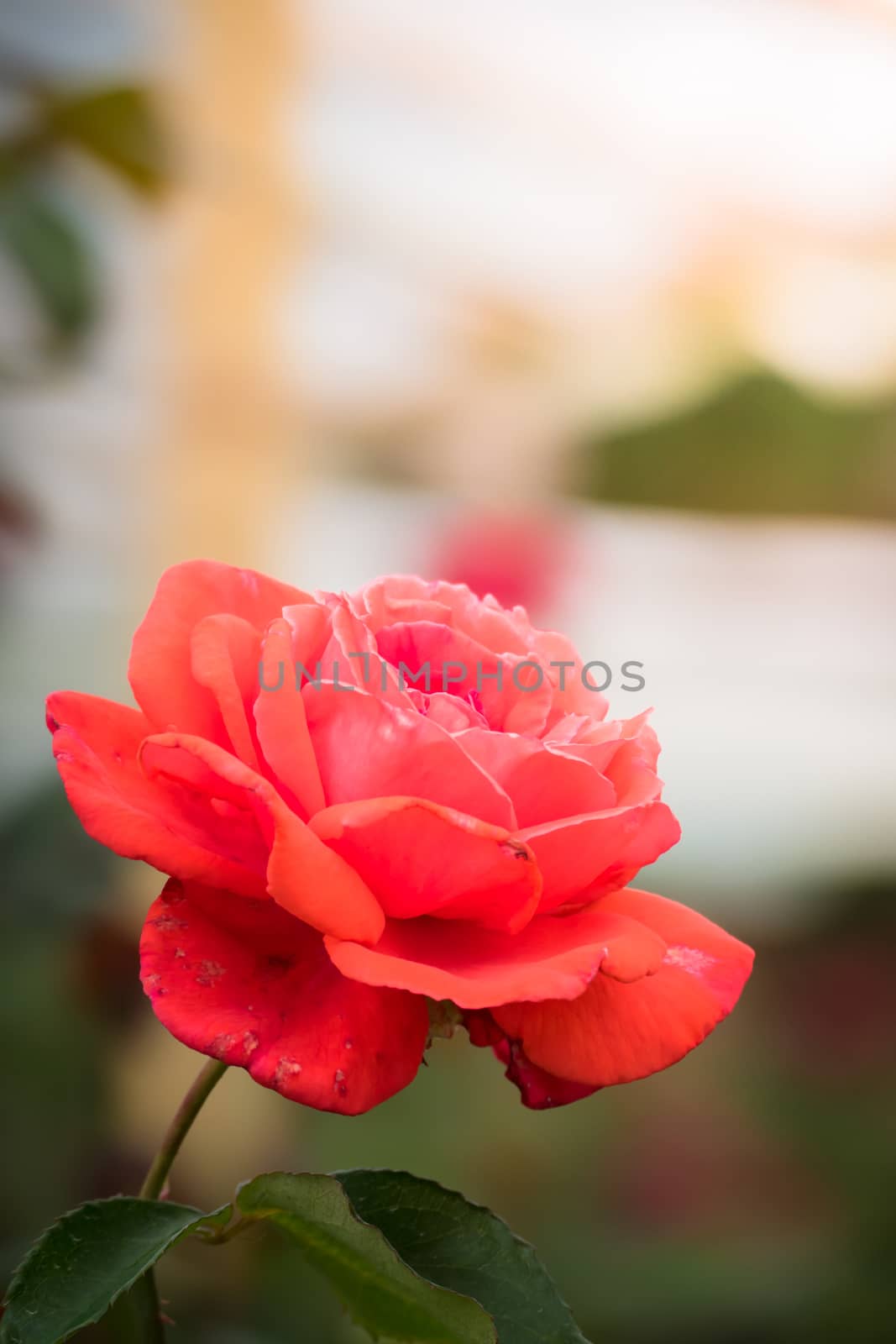 The background image of the colorful flowers, background nature