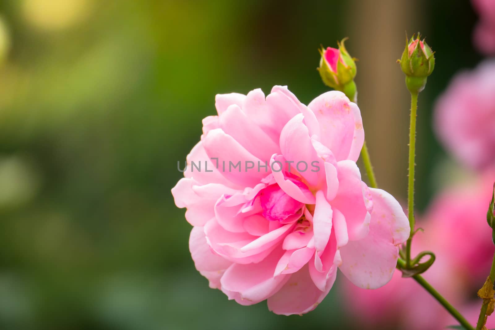 The background image of the colorful flowers, background nature