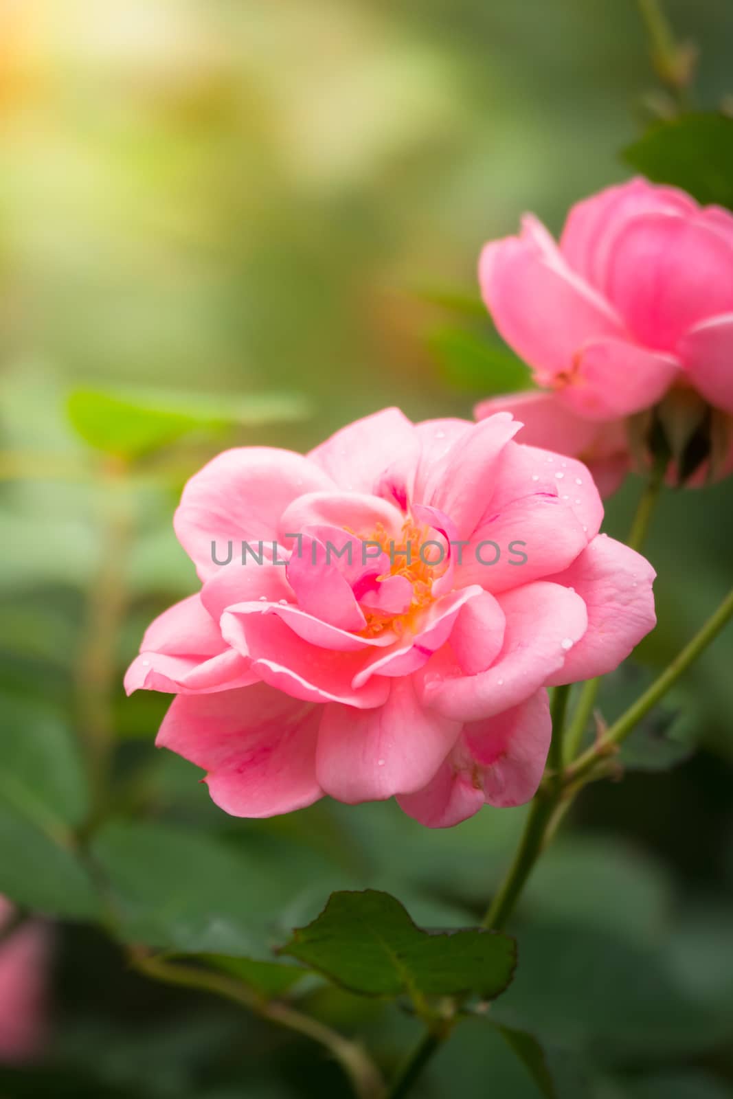 The background image of the colorful flowers, background nature