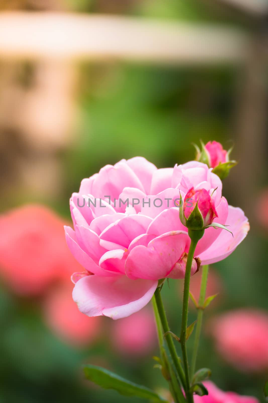 The background image of the colorful flowers by teerawit