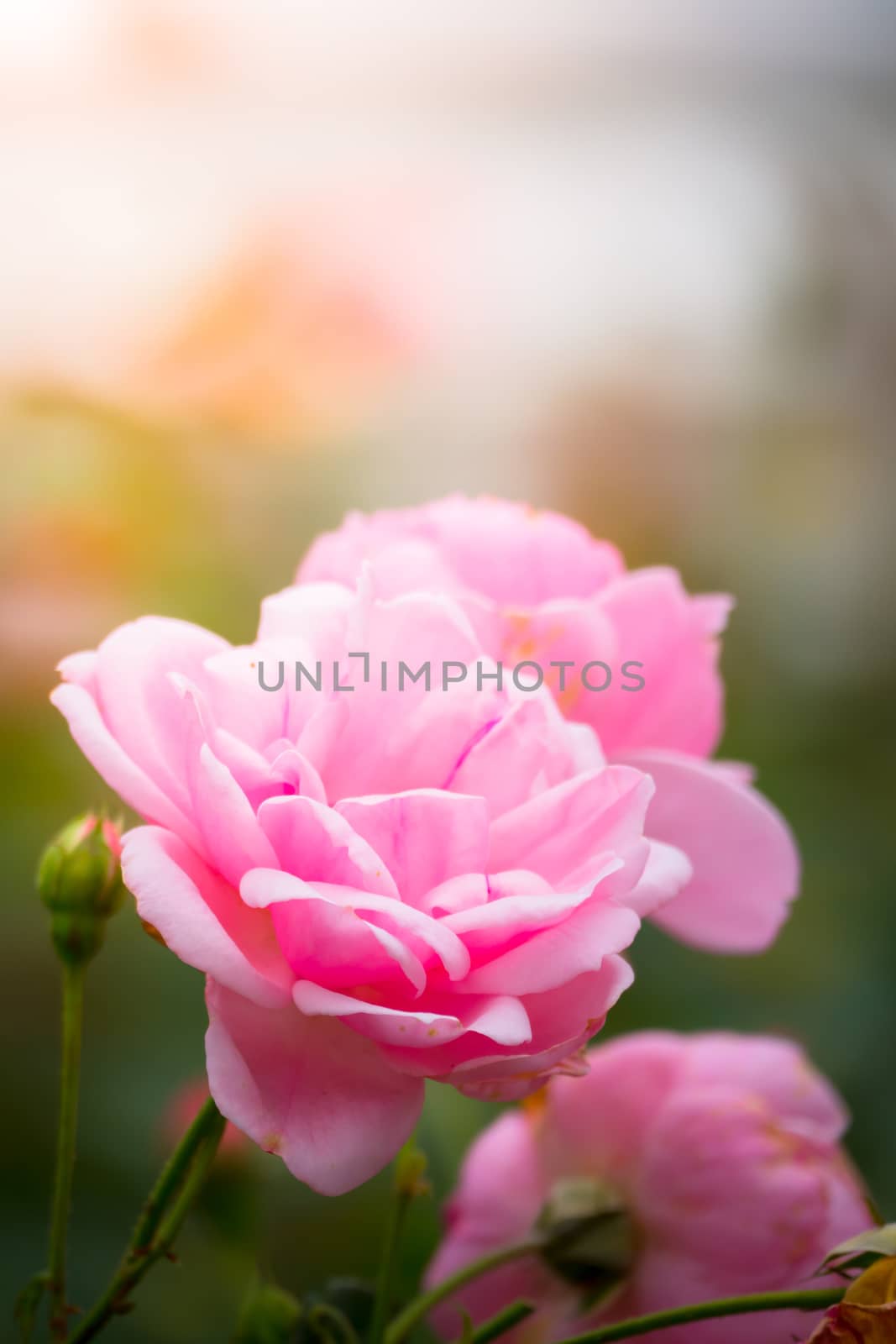 The background image of the colorful flowers by teerawit