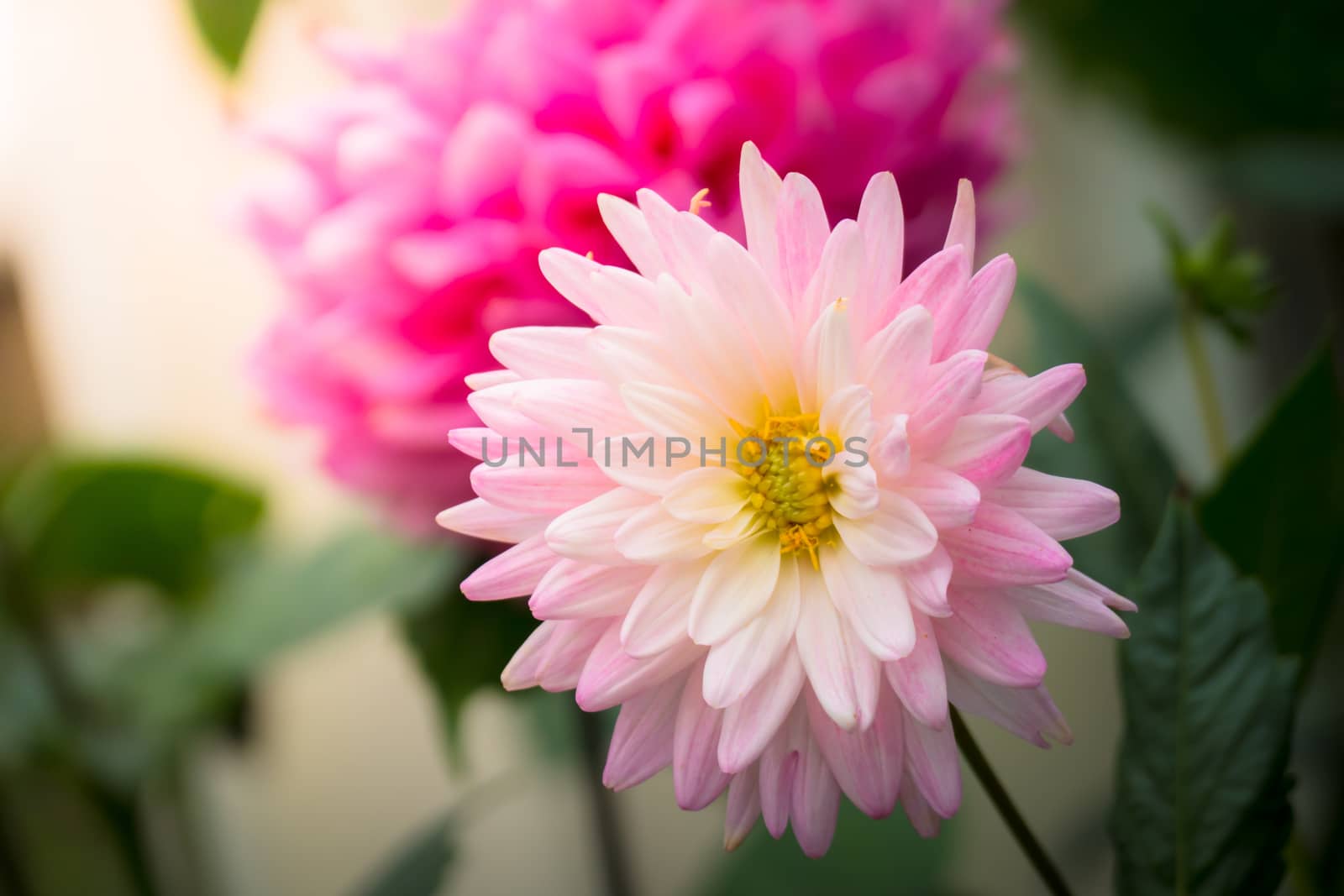 The background image of the colorful flowers, background nature