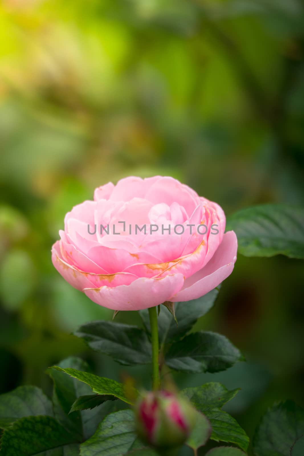 The background image of the colorful flowers by teerawit