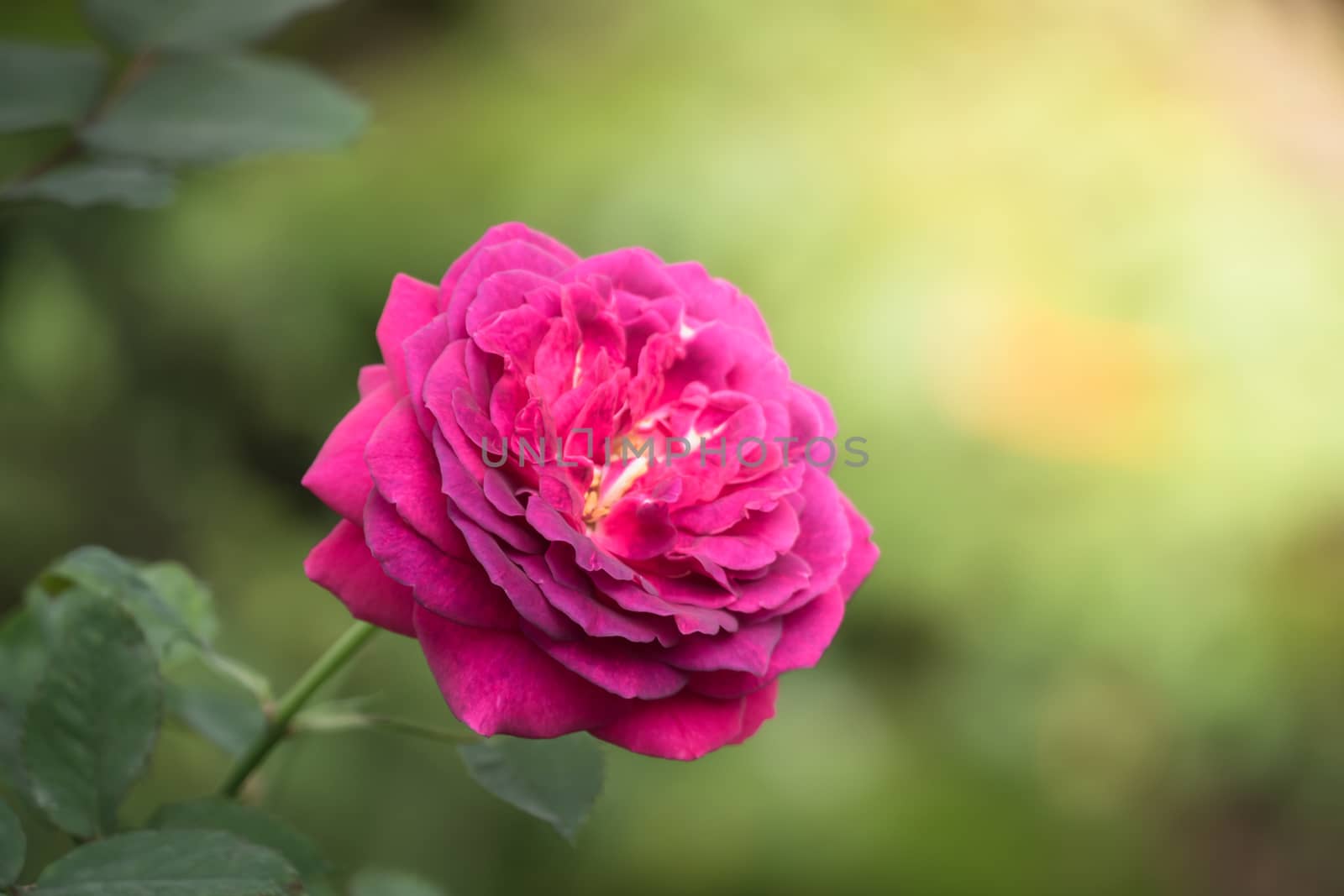 The background image of the colorful flowers by teerawit