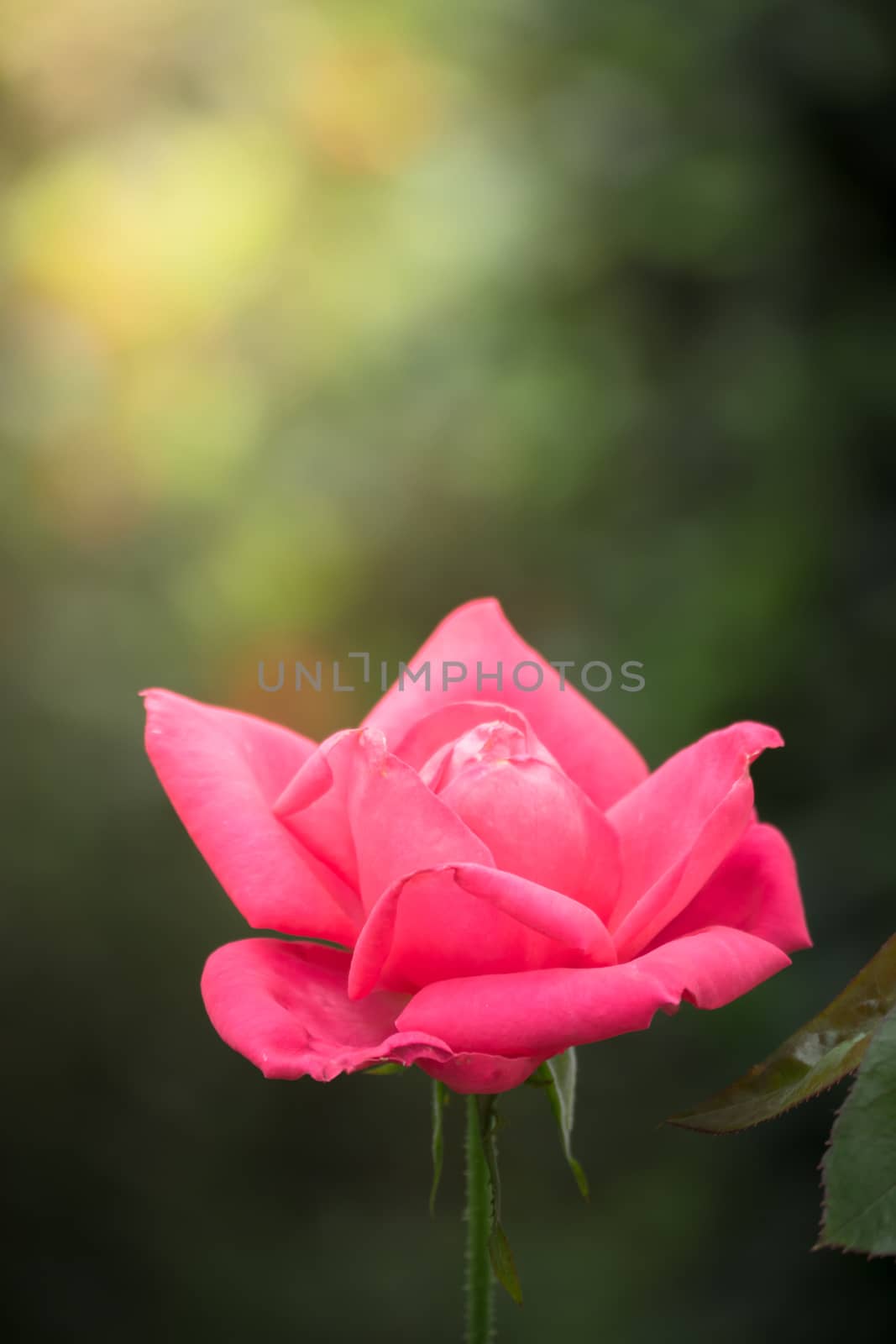 The background image of the colorful flowers by teerawit