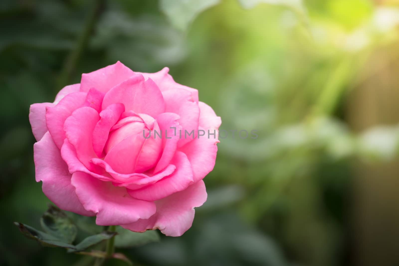 The background image of the colorful flowers, background nature