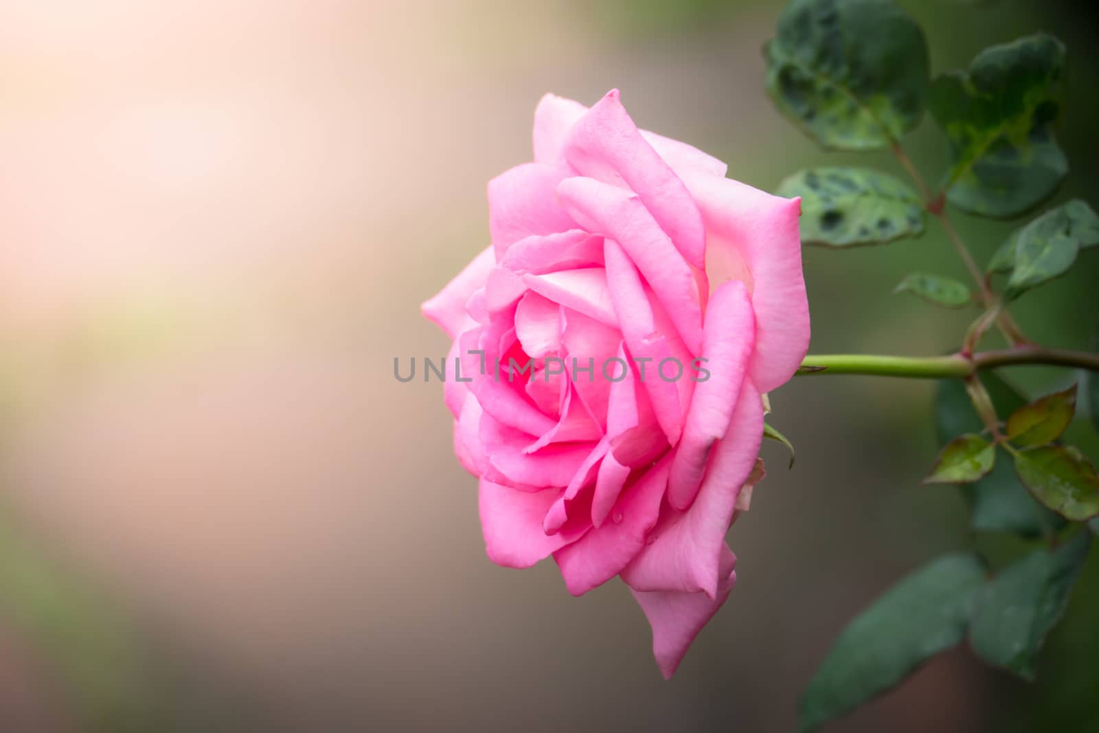 The background image of the colorful flowers, background nature