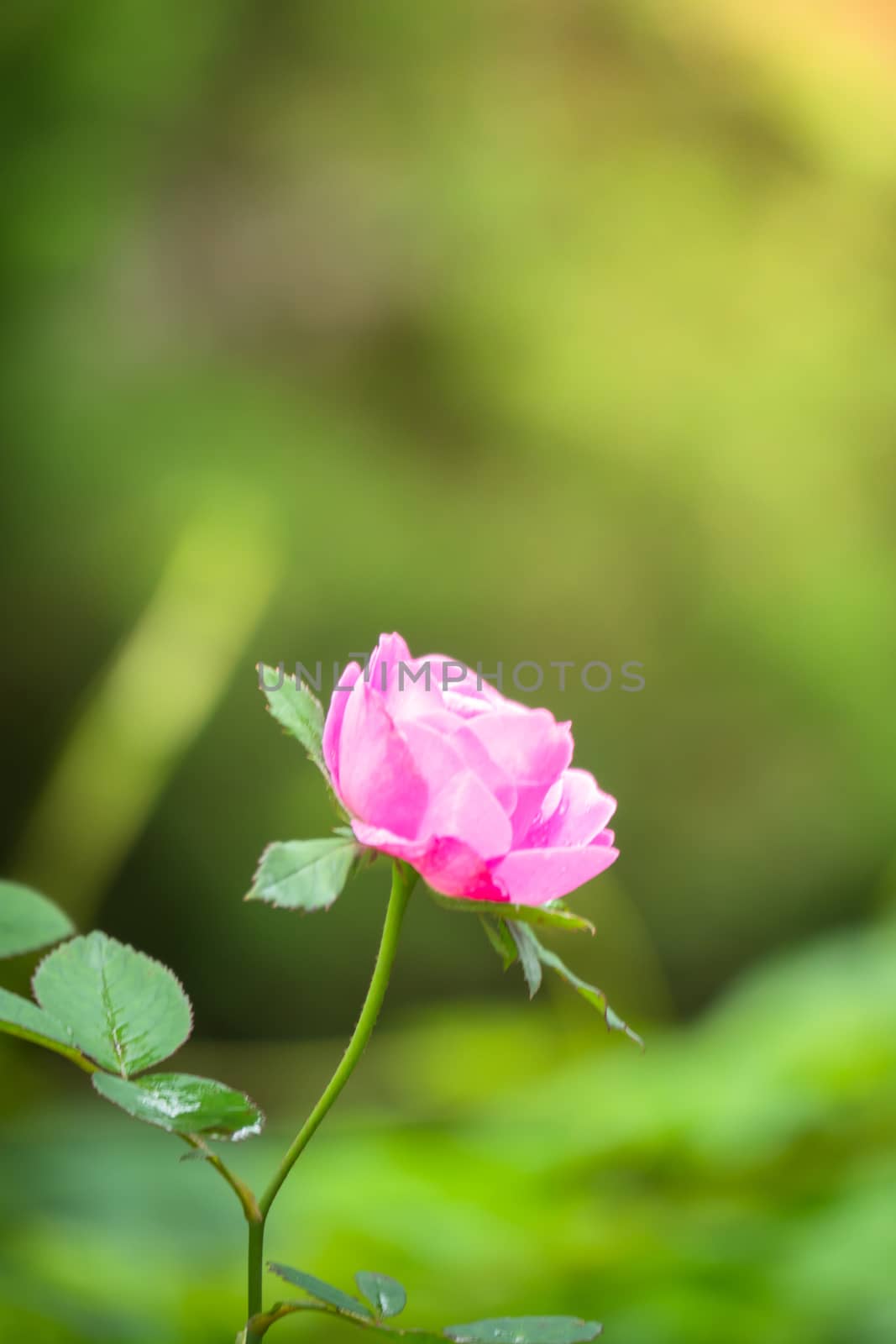 The background image of the colorful flowers by teerawit