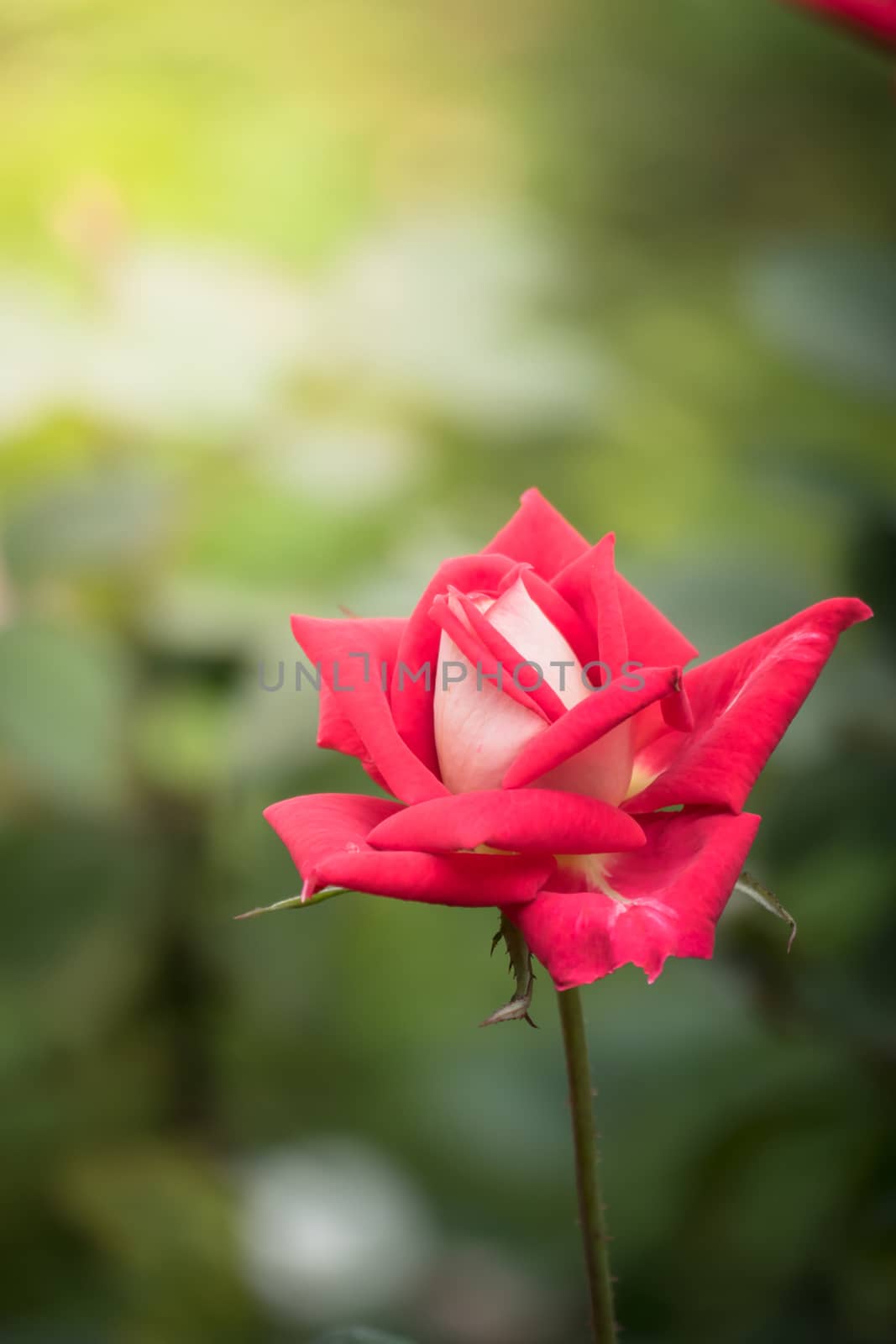 The background image of the colorful flowers by teerawit