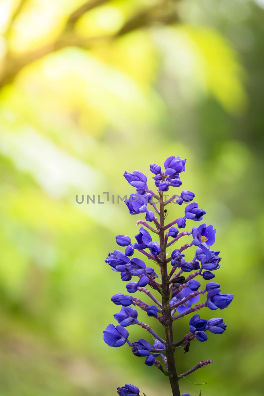 The background image of the colorful flowers by teerawit