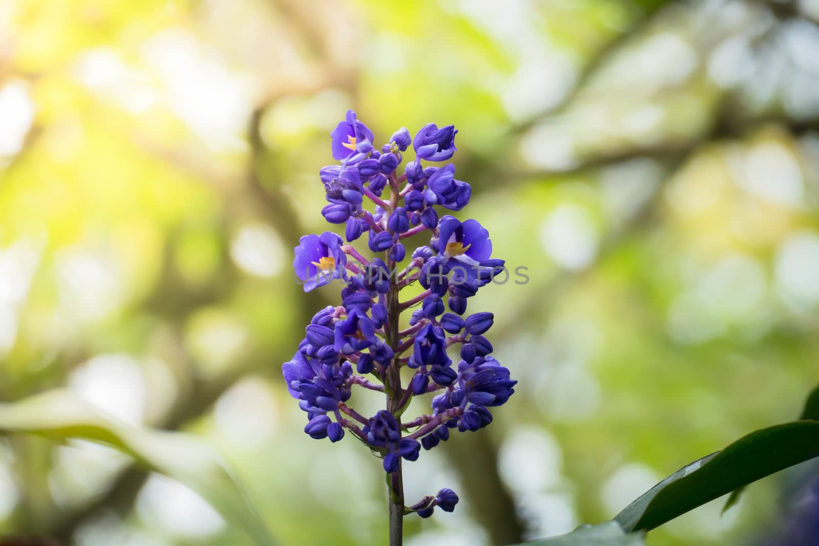 The background image of the colorful flowers by teerawit