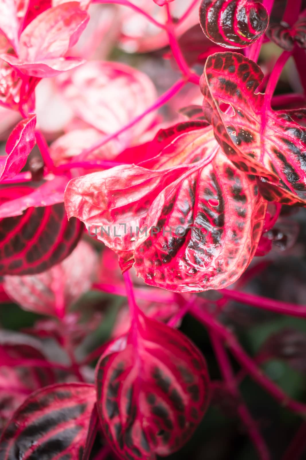 The background image of the colorful flowers by teerawit