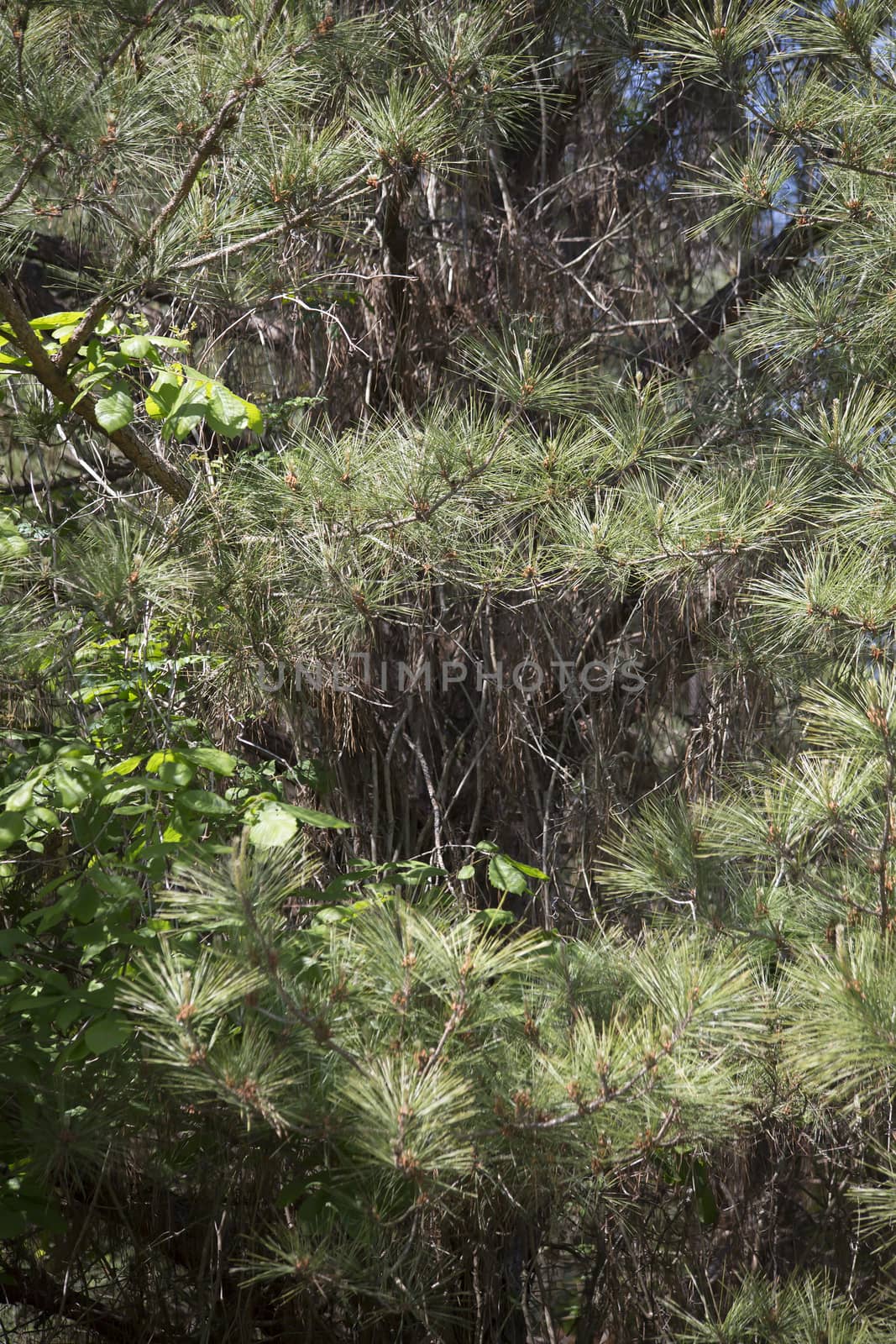 Close up of deep green pine tree branches