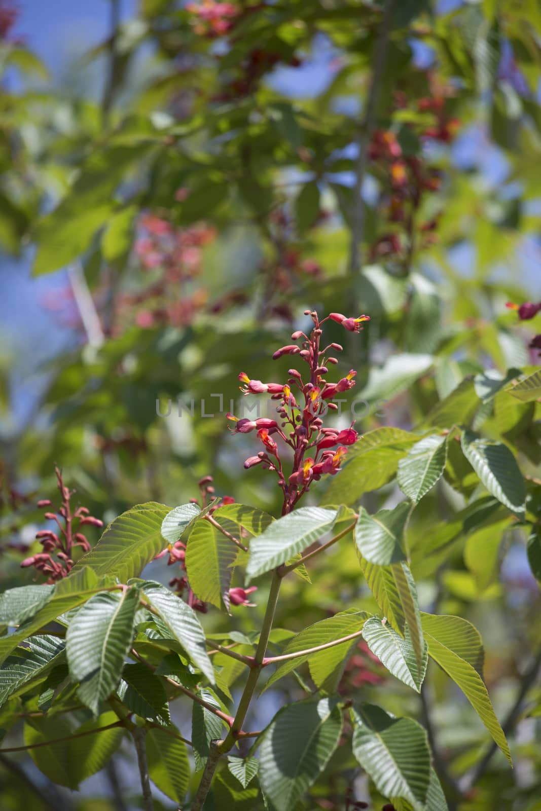 Close up of flowers and leaves on a red buckeye tree