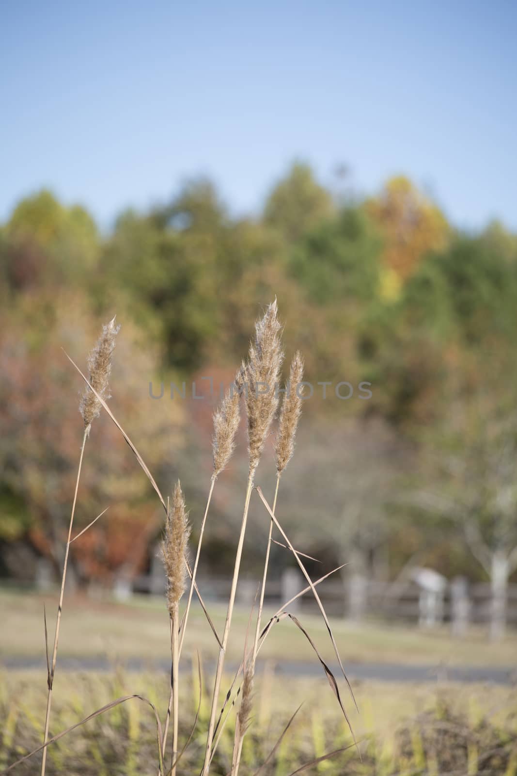 Water reeds against a background of fall foliage