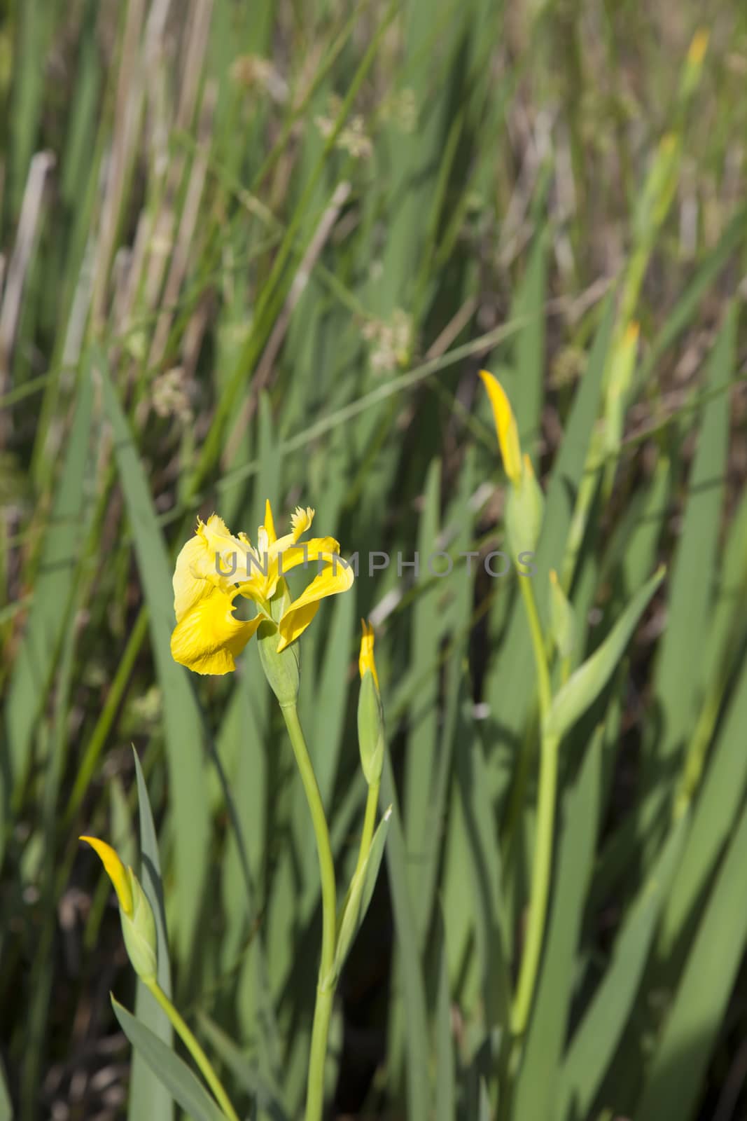 Close up of a single yellow flag iris flower