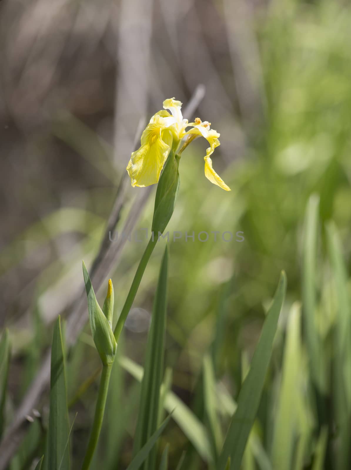 Close up of a single yellow flag iris flower