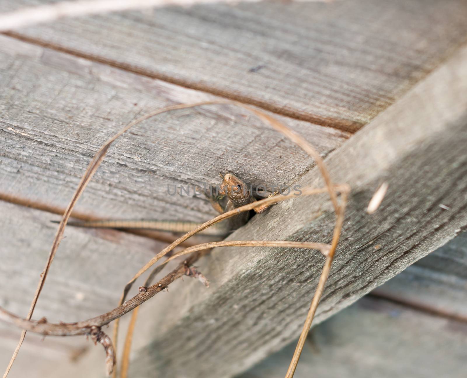 uk wild Common or viviparous lizard on fence wall wood ; Essex; England; UK