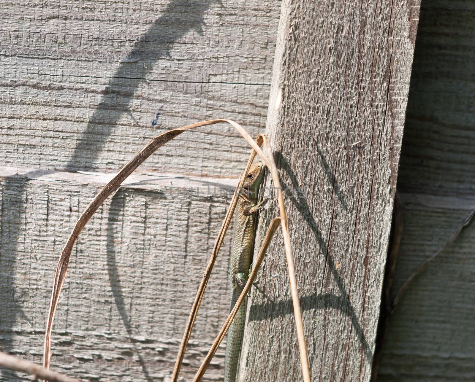 uk wild Common or viviparous lizard on fence wall wood ; Essex; England; UK