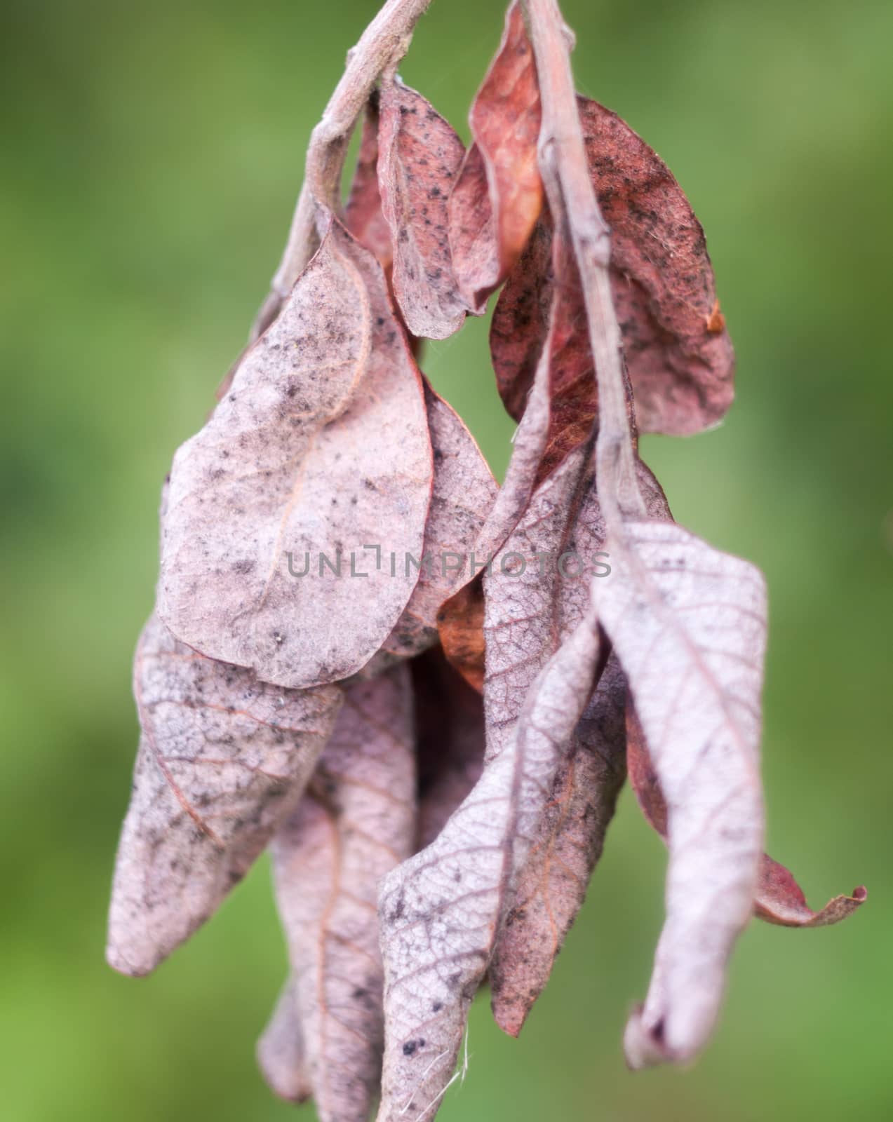 autumn crispy red crinkled leaves hanging dried; Essex; England; UK