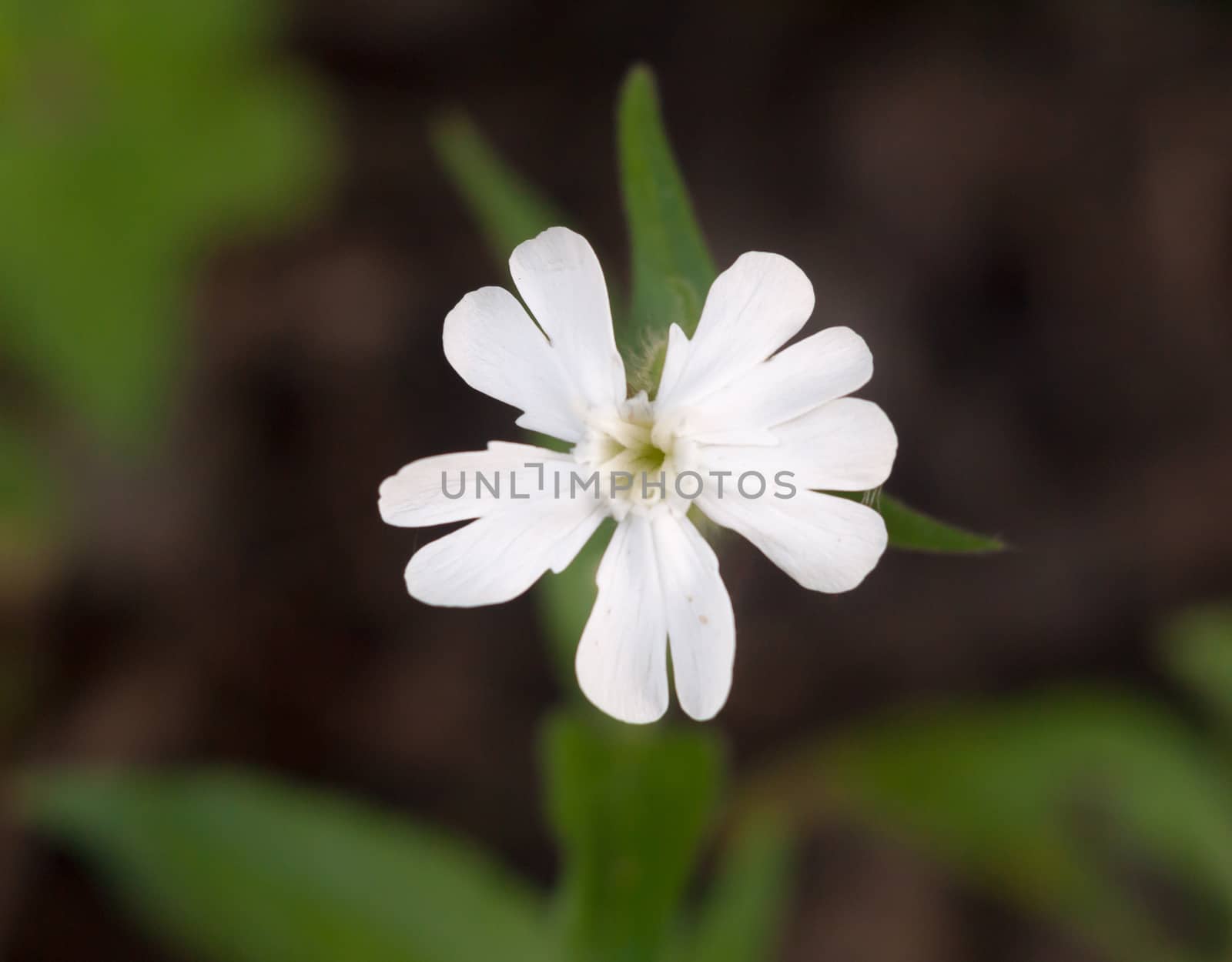 beautiful close up petals of Campion, White Silene latifolia; Essex; England; UK