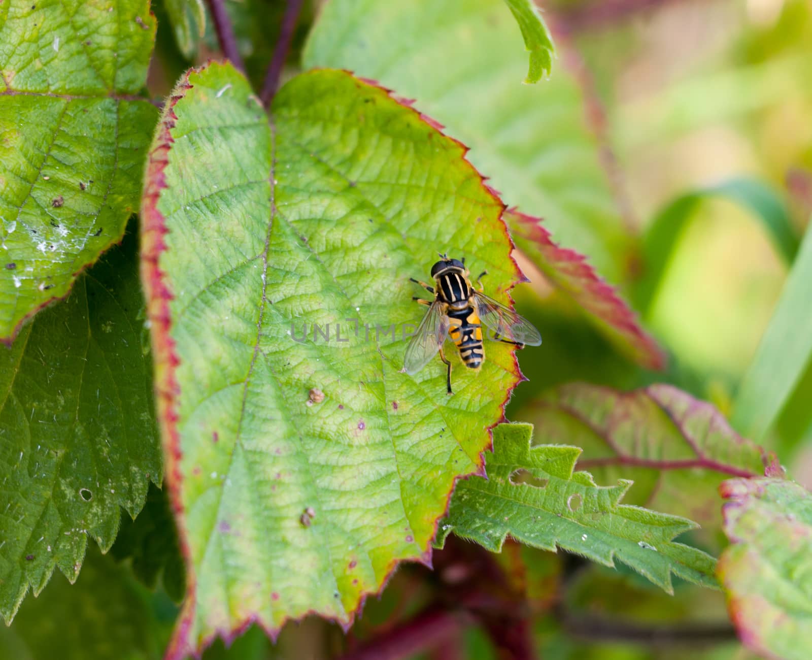 beautiful dead head hover fly Myathropa florea; Essex; England; UK