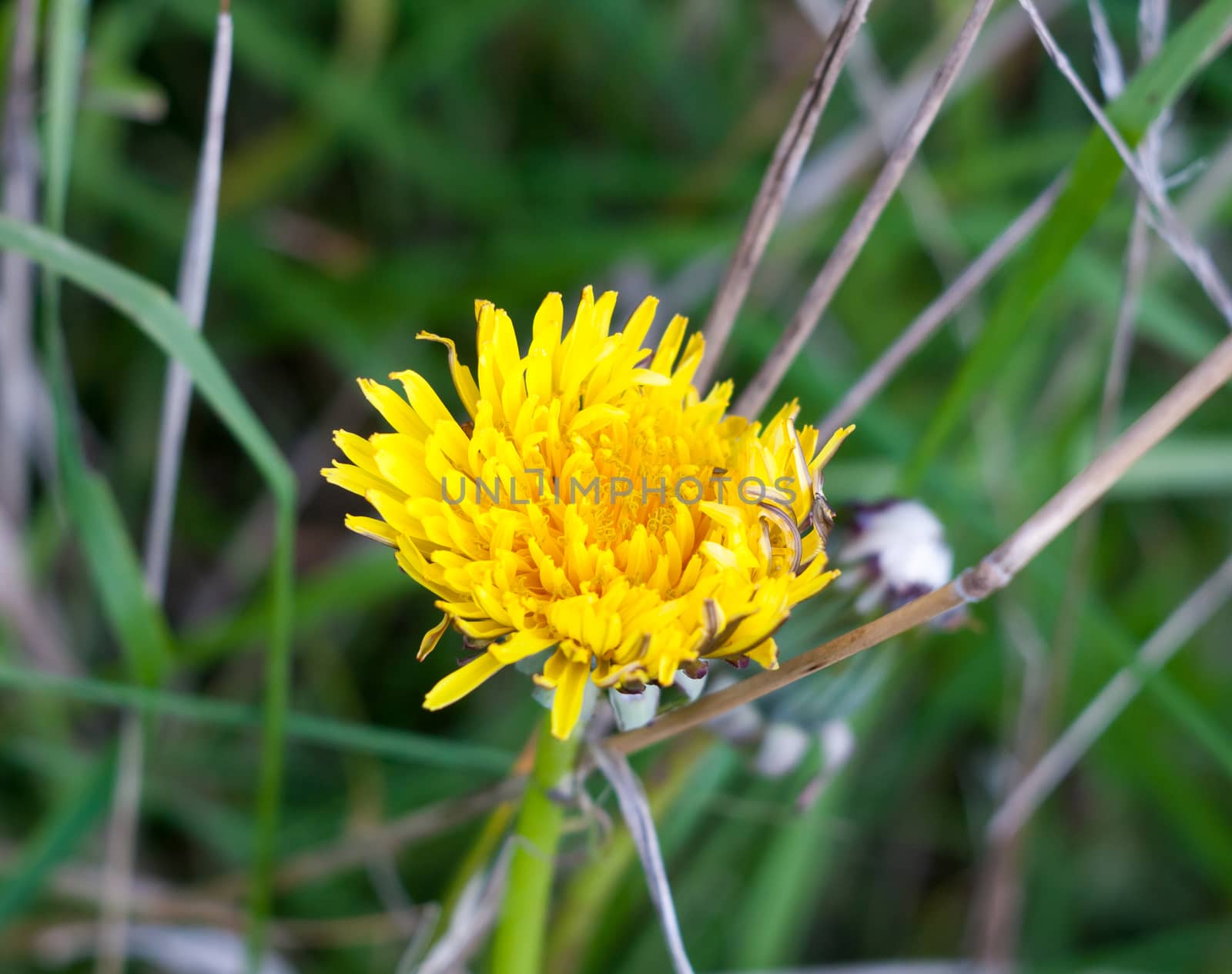 beautiful half open yellow dandelion flower head petals; Essex; England; UK