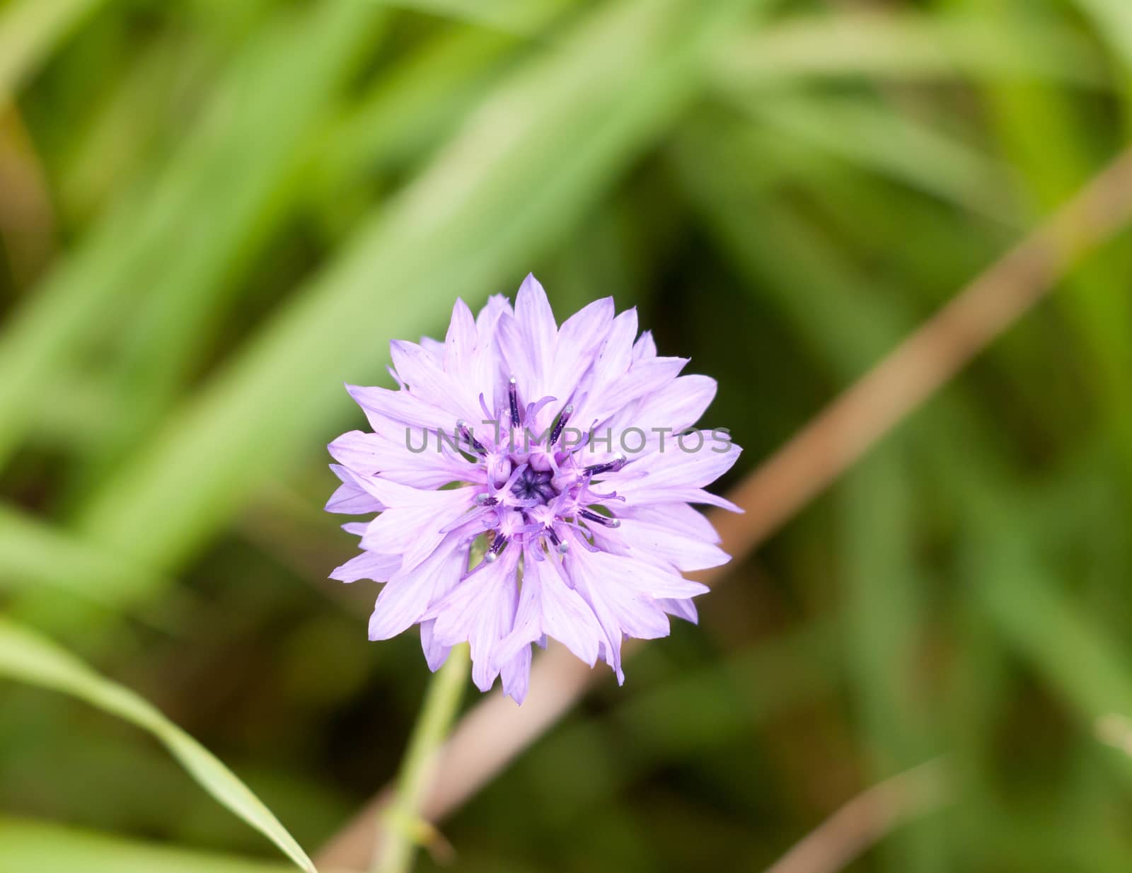 beautiful wild cornflower Centaurea cyanus blue purple; Essex; England; UK