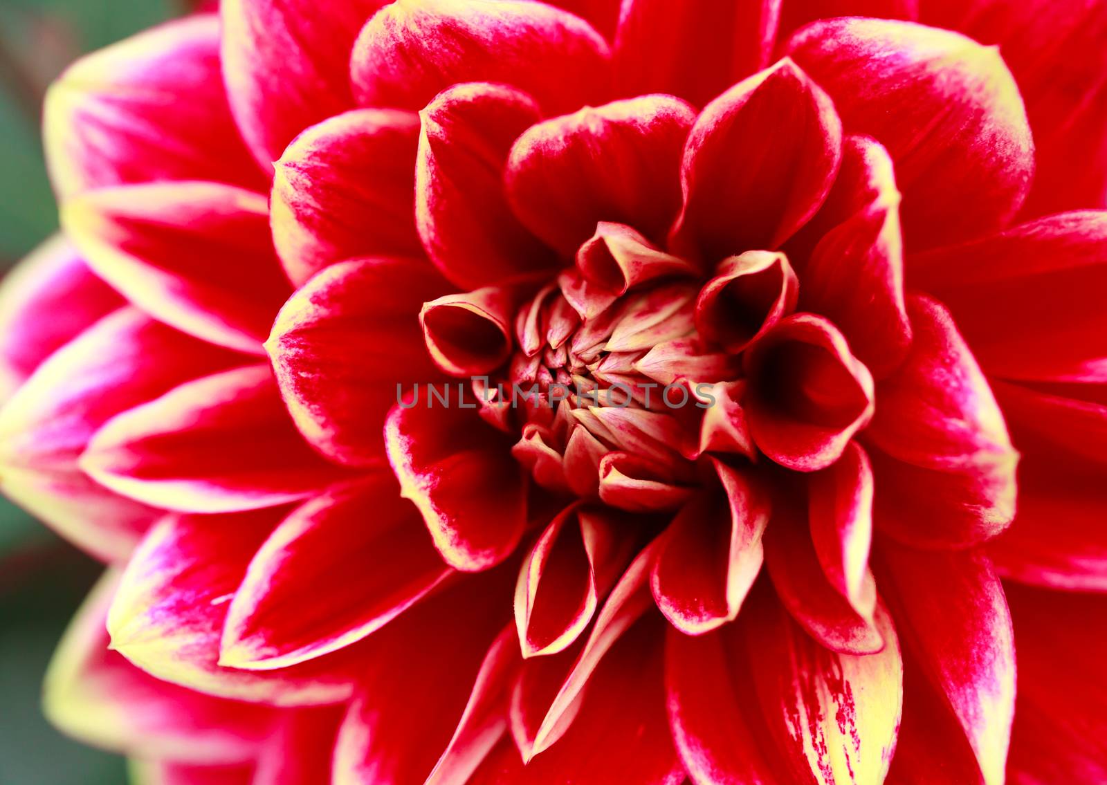 Closeup shot of red dahlia flower by Nobilior