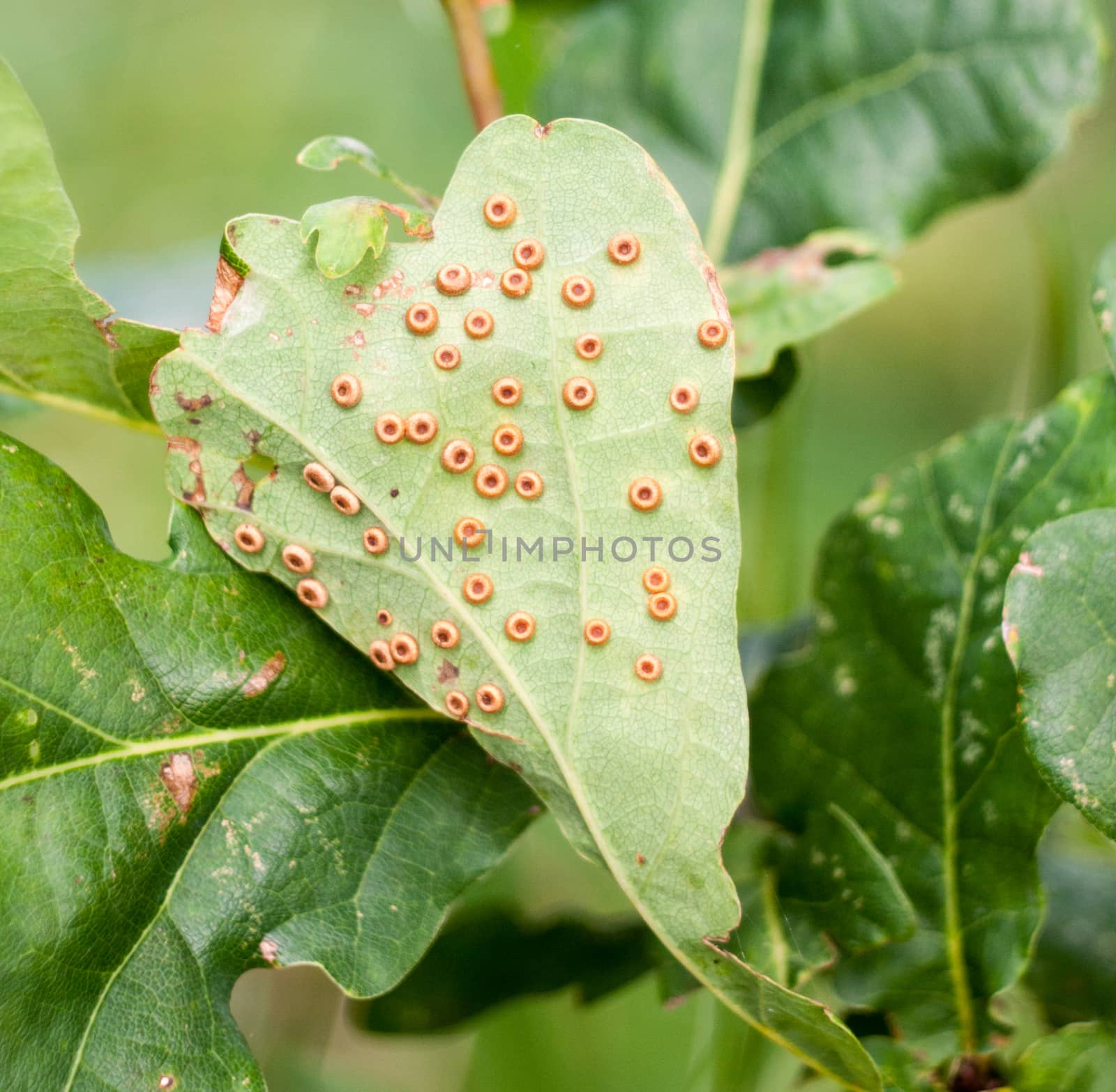 brown small circle dots leaf surface tree; Essex; England; UK