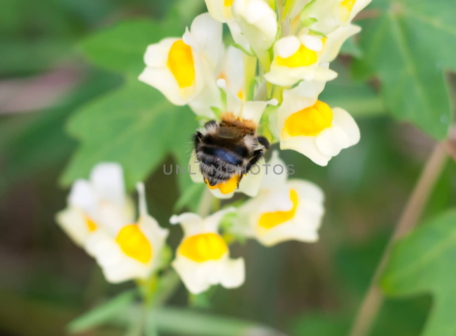 close up behind bottom bumble bee on Linaria vulgaris flower; Essex; England; UK