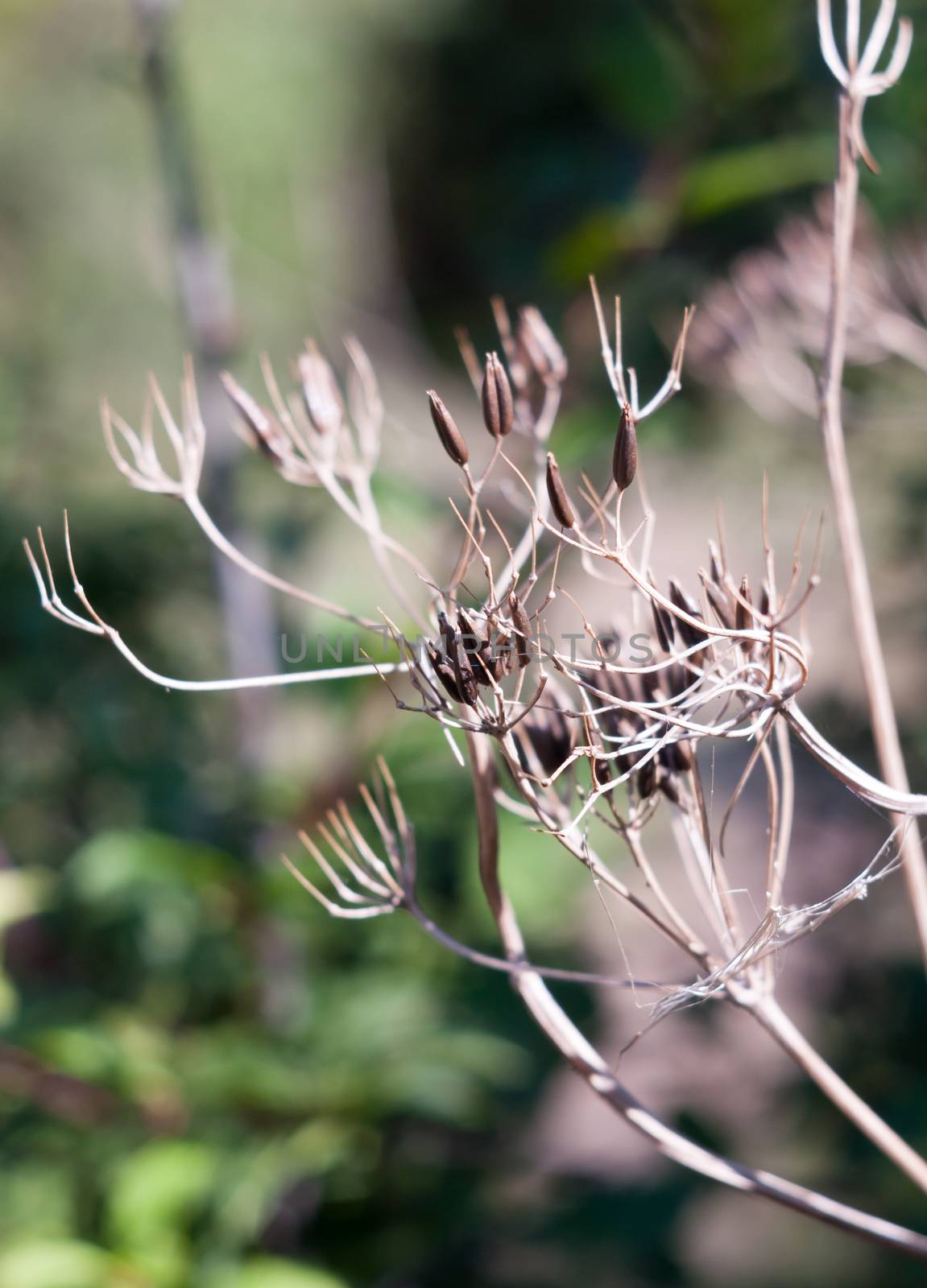 close up of dead seed heads of umbellifer flower plant; Essex; England; UK