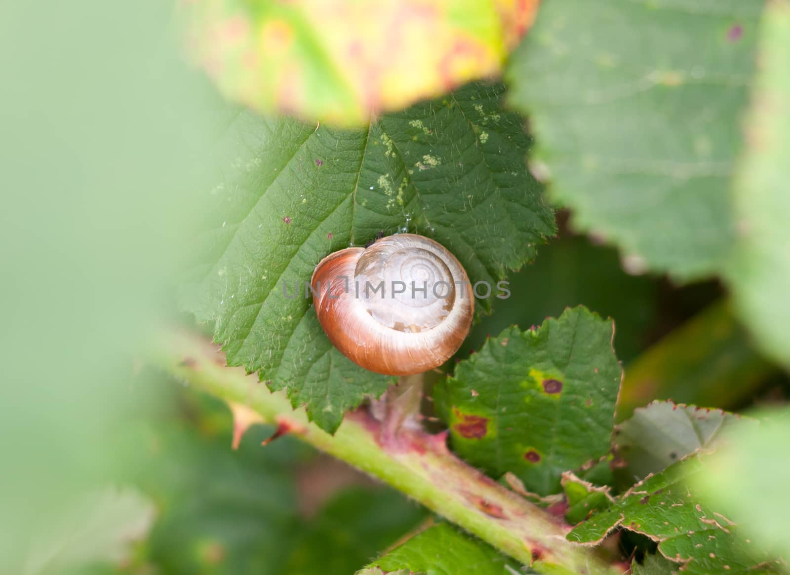 close up of empty snail shell on leaf; Essex; England; UK