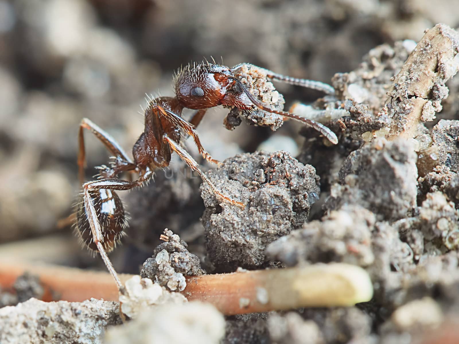 Ant outside in the garden closeup