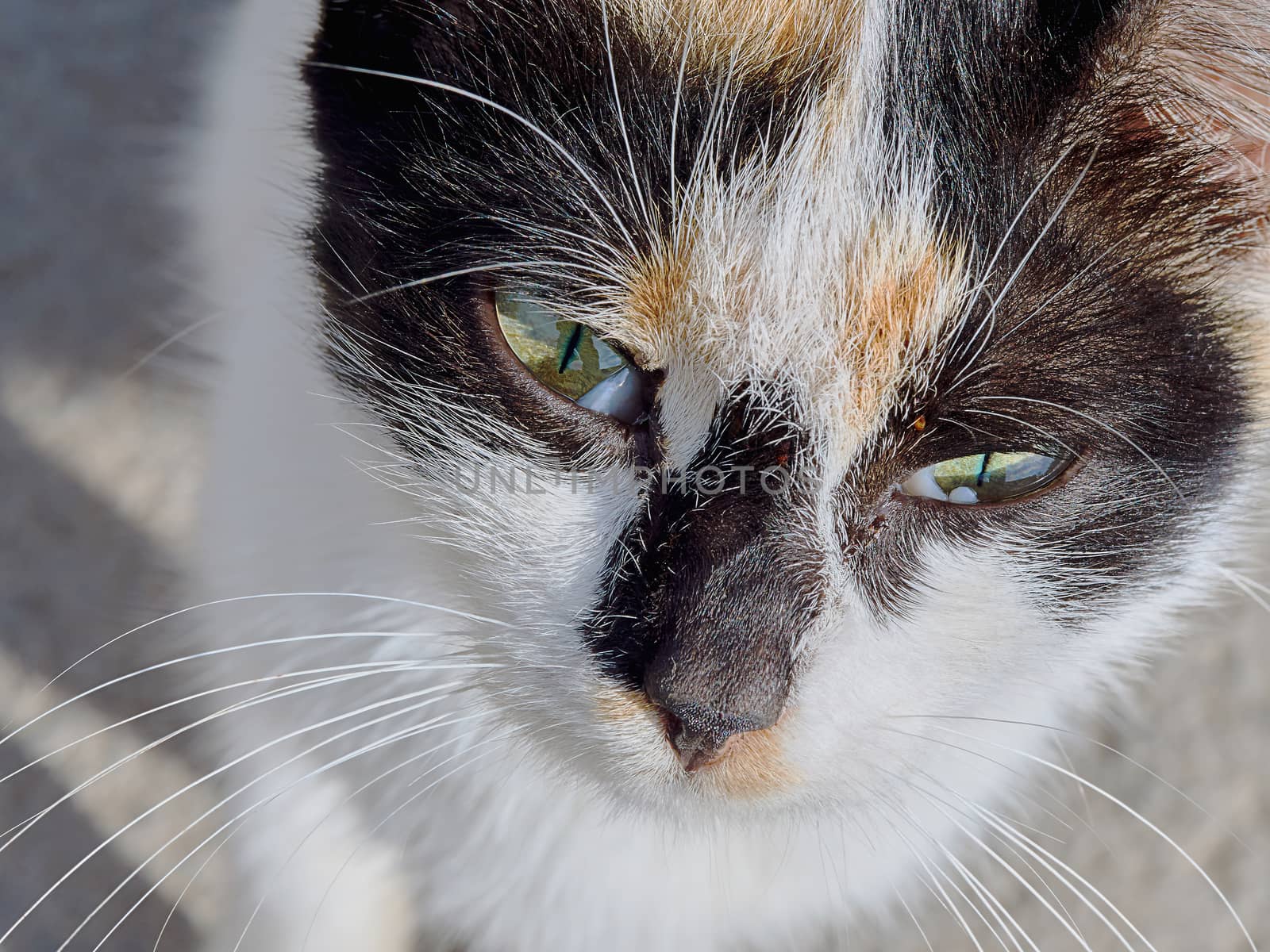 Portrait of a cat closeup