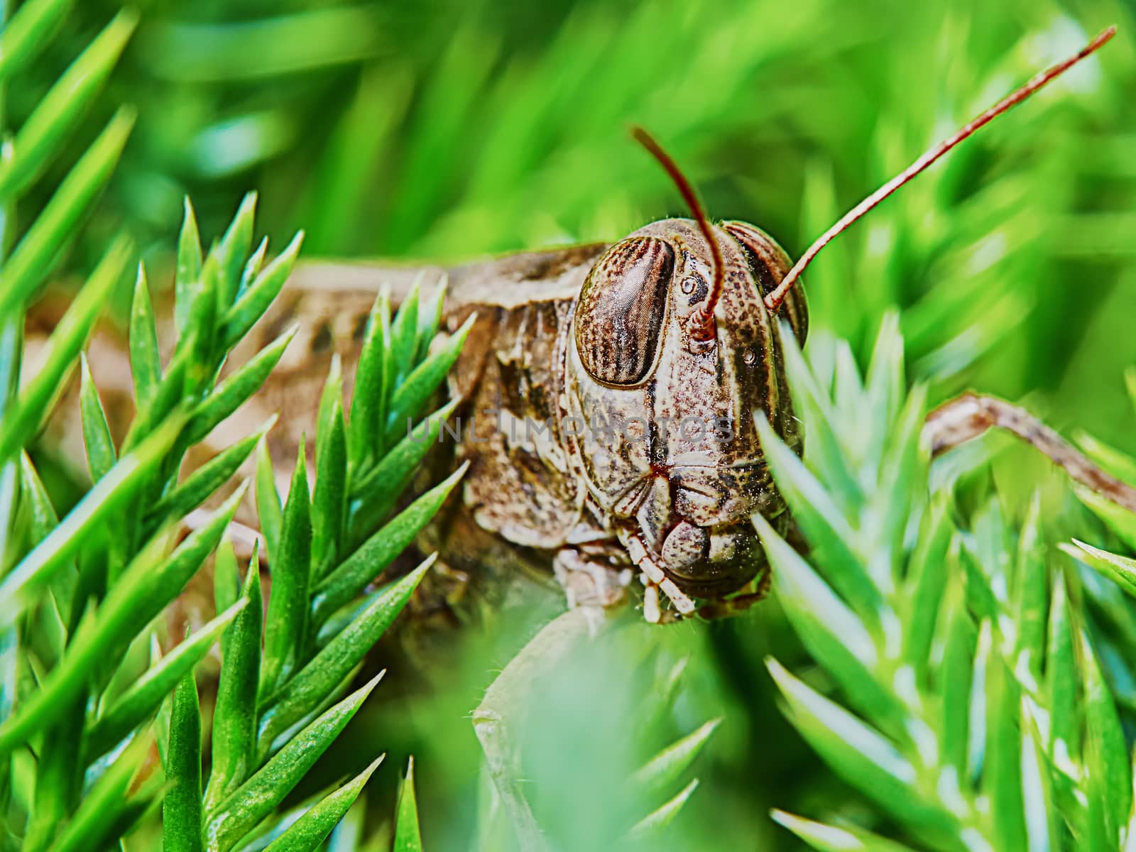 Little brown grasshopper on the branch of a juniper 