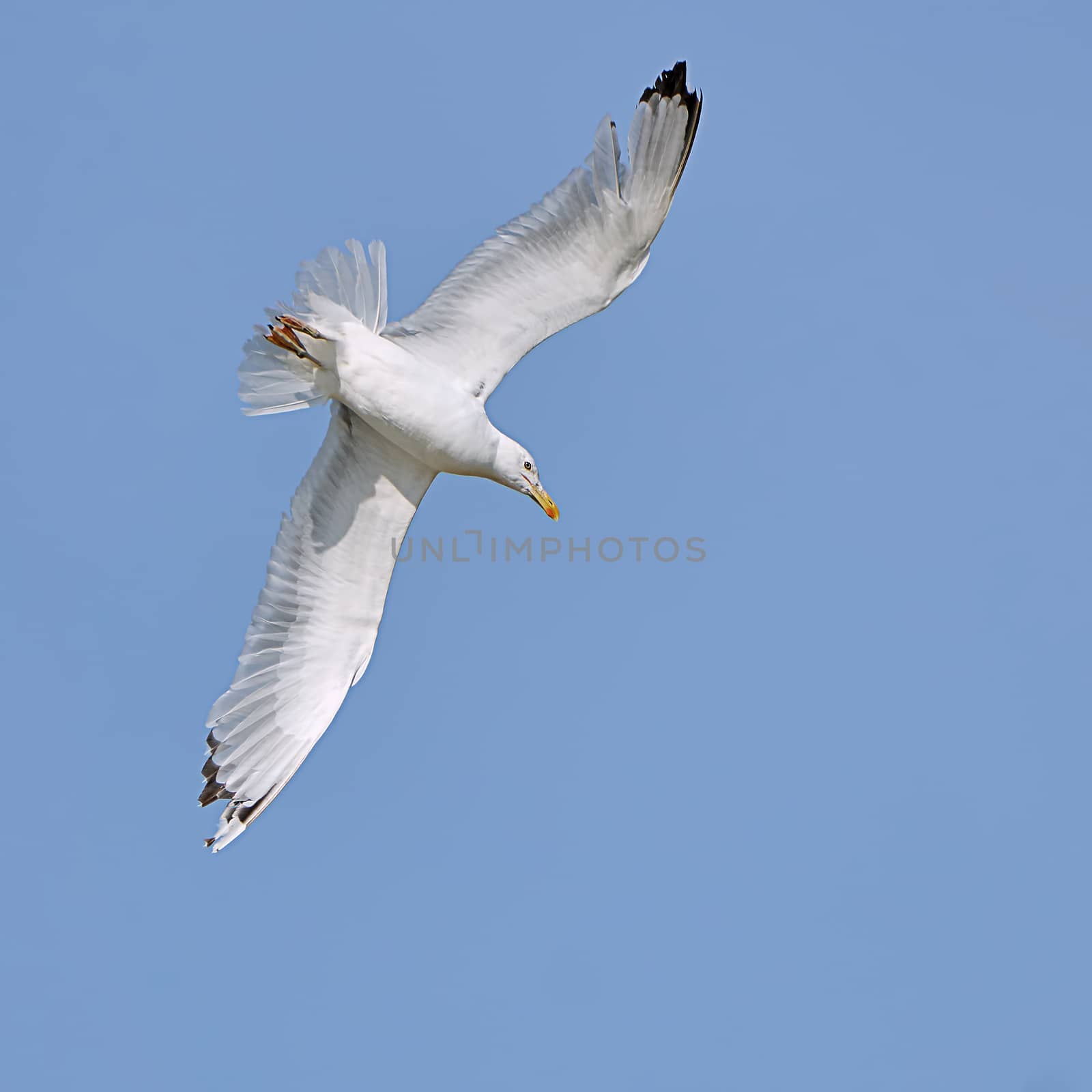 White seagull in flight against a blue sky                               