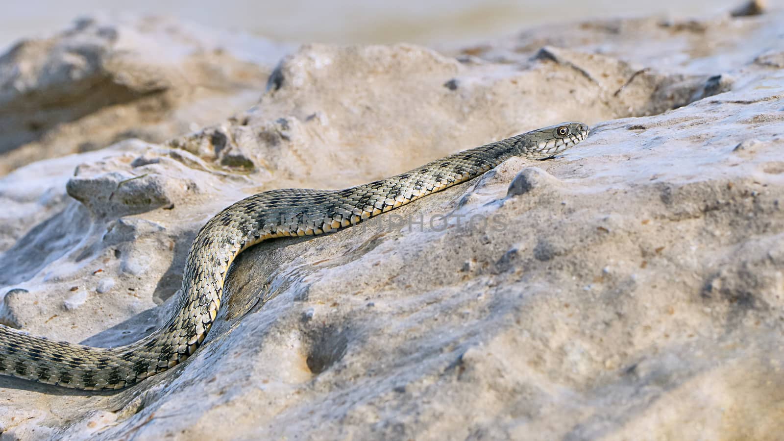 Water snake creeps on the stone оn the Bay summer day                               