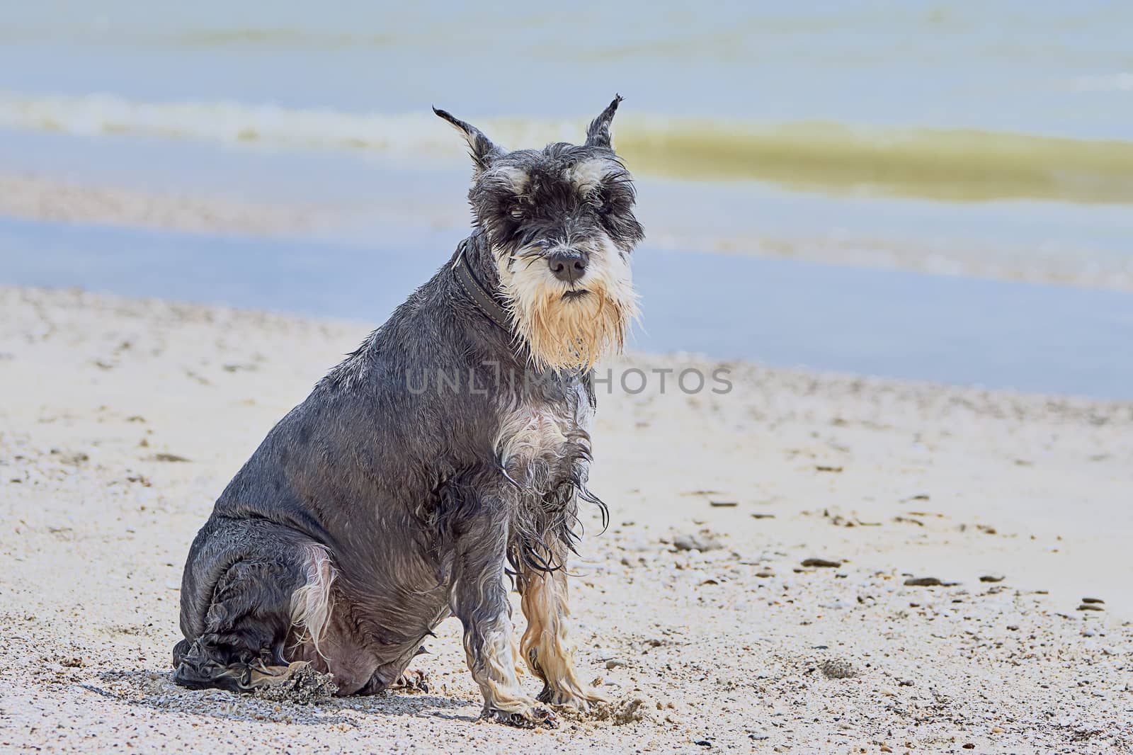 Cute terrier on the beach 