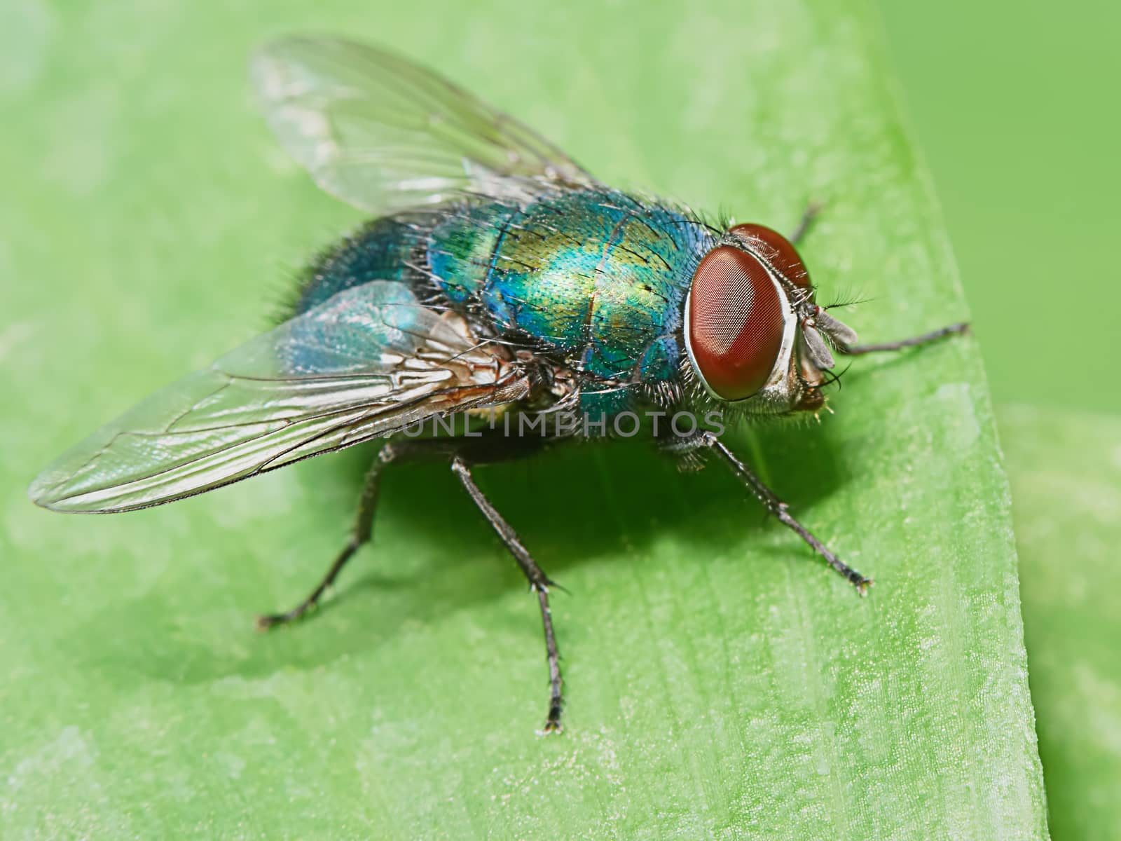 Green fly on a green leaf in the garden