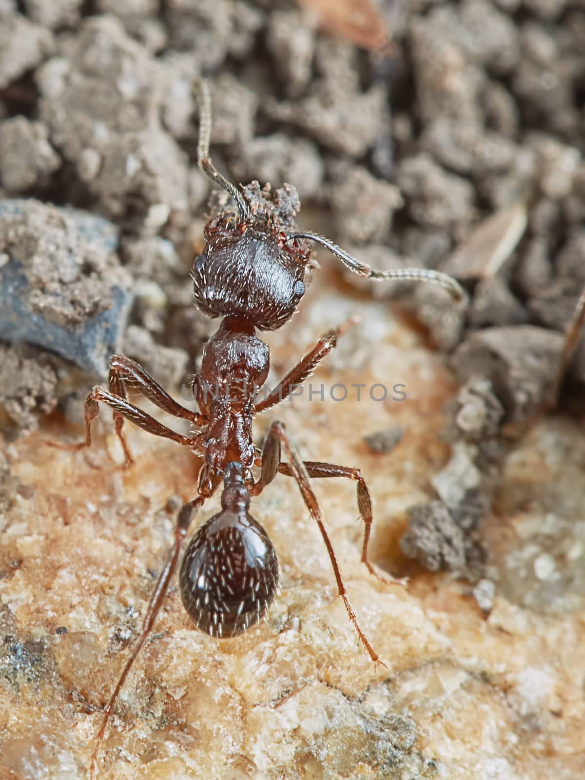 Ant outside in the garden closeup