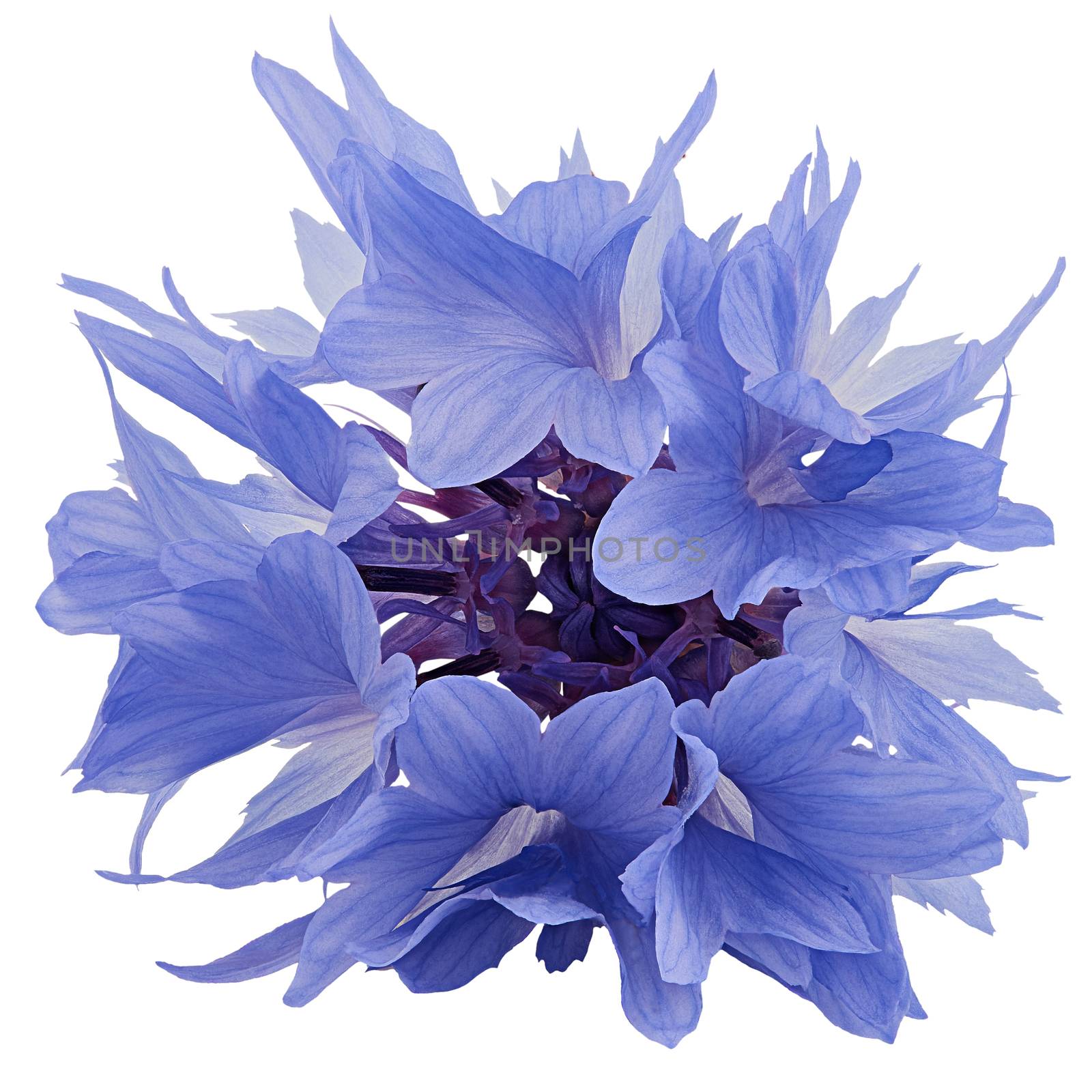Blue cornflower  isolated on white background
