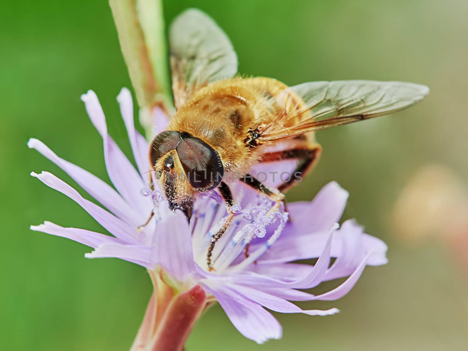 Bee on a field flower in a field