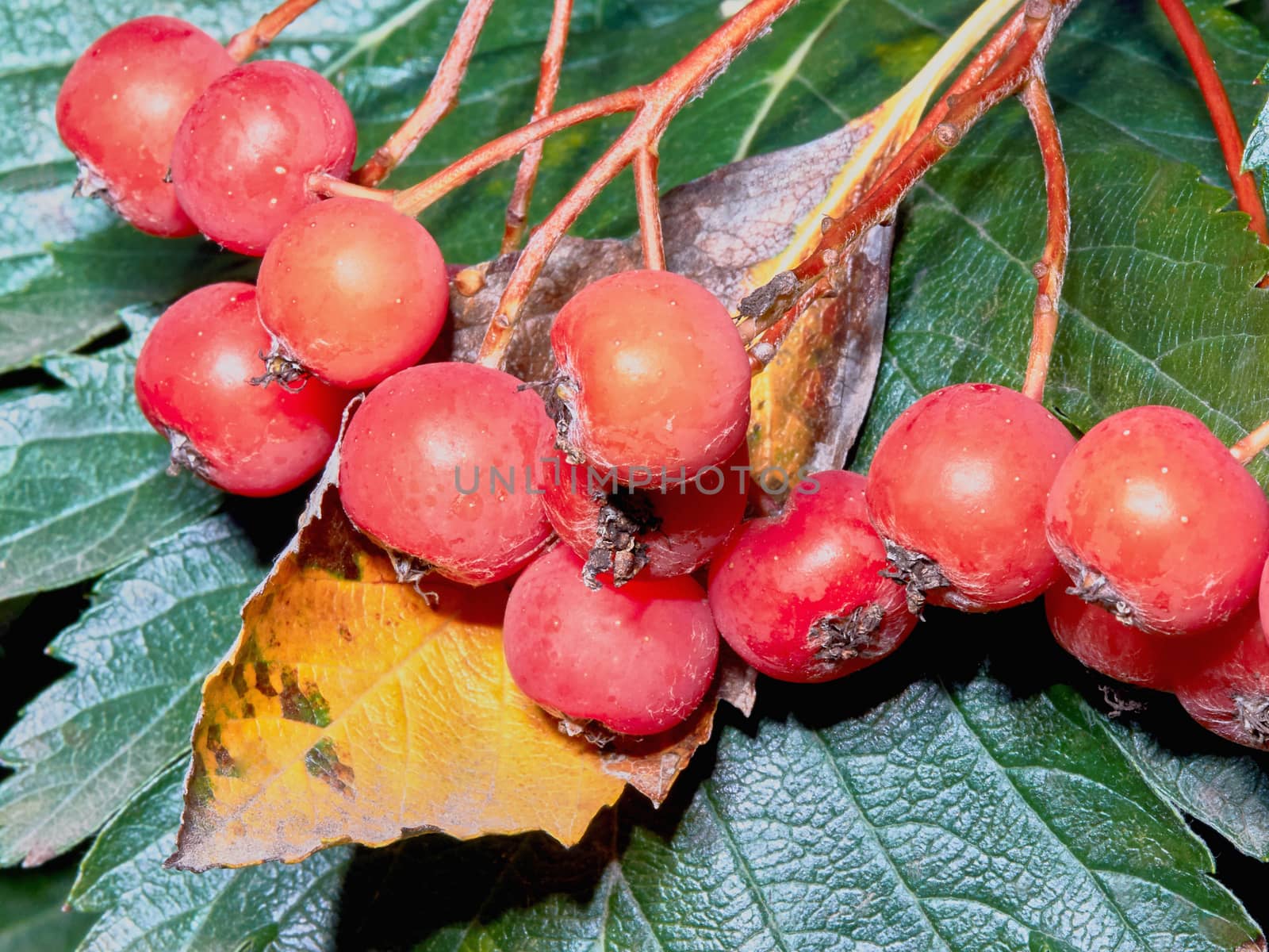 Red berries of mountain ash in the autumn garden